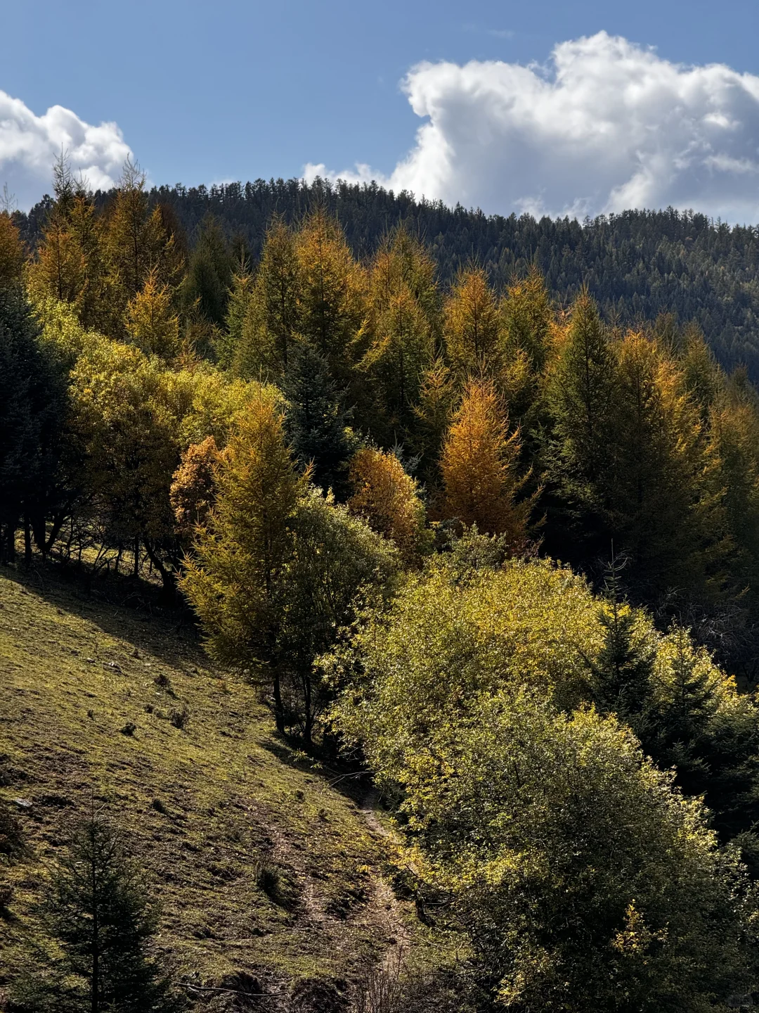 你可以永远相信芦芽山的秋日森林