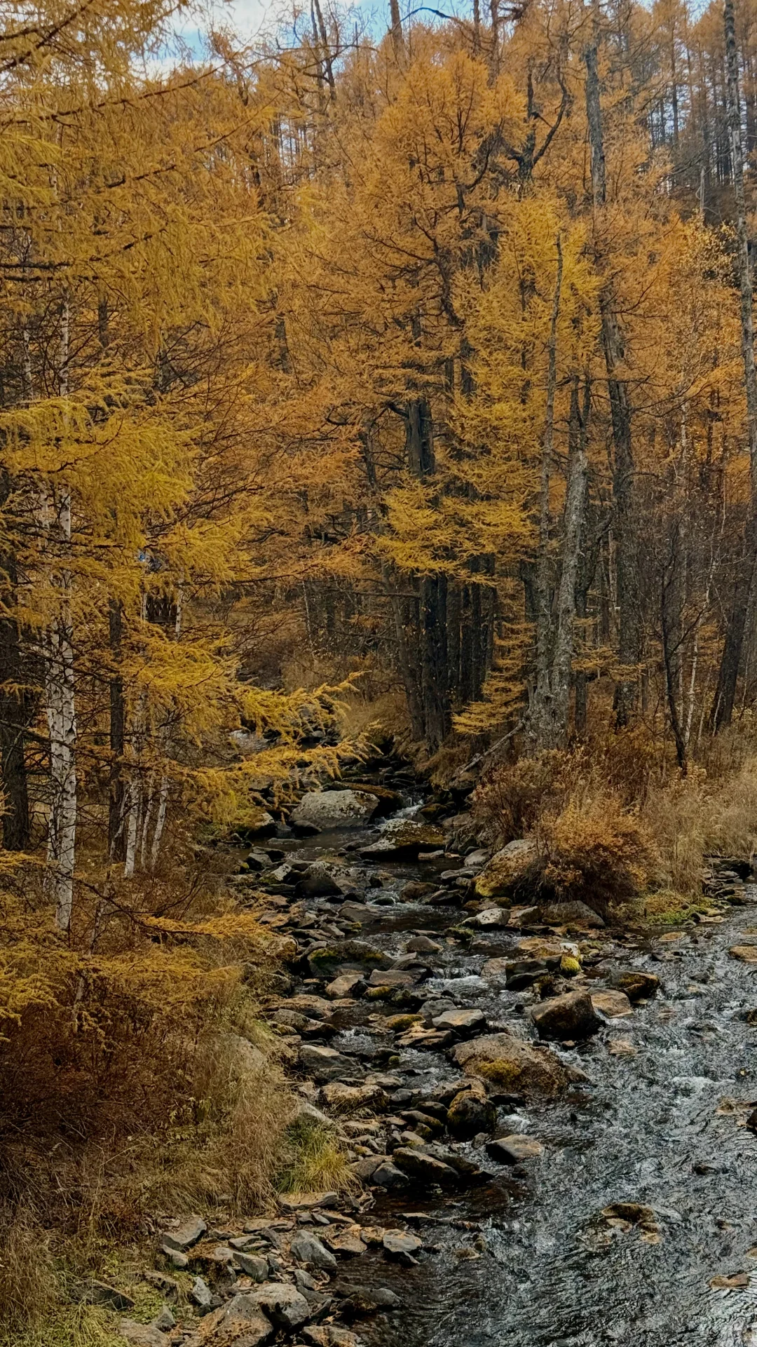 用18张live 打开大兴安岭的秋