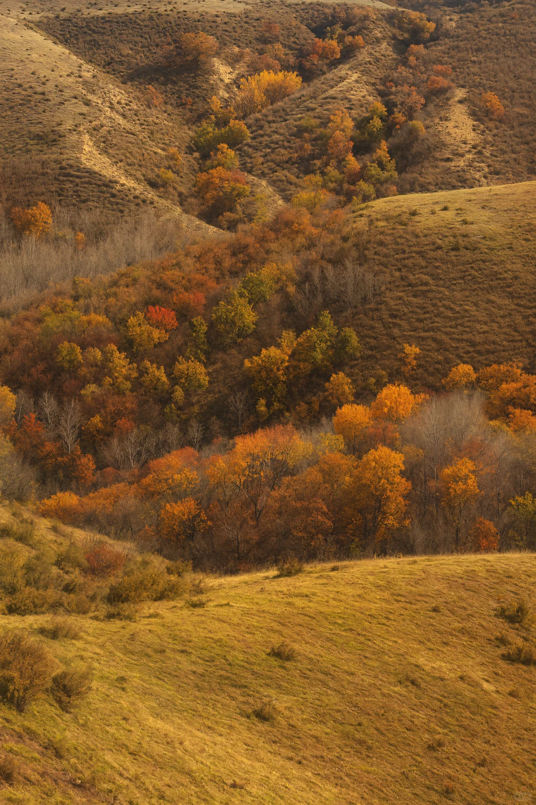比草原还惊艳！五道沟的秋色太浪漫了
