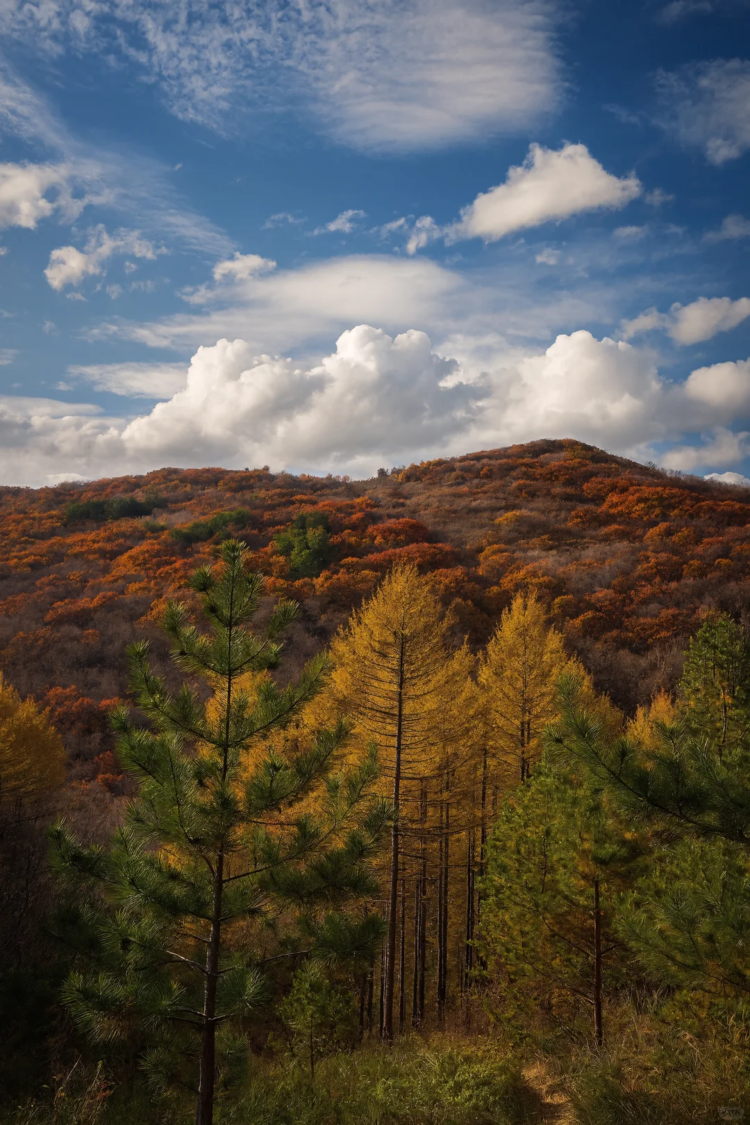 比草原还惊艳！五道沟的秋色太浪漫了