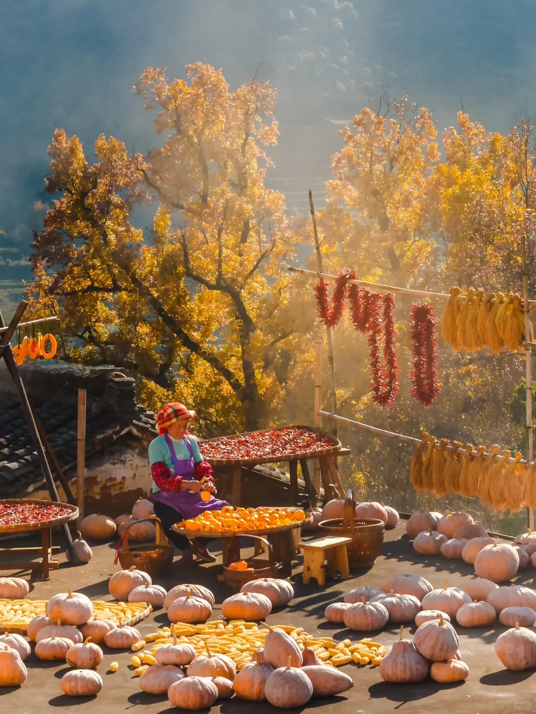 十一月的篁岭,堪称国内旅游的天花板❗️