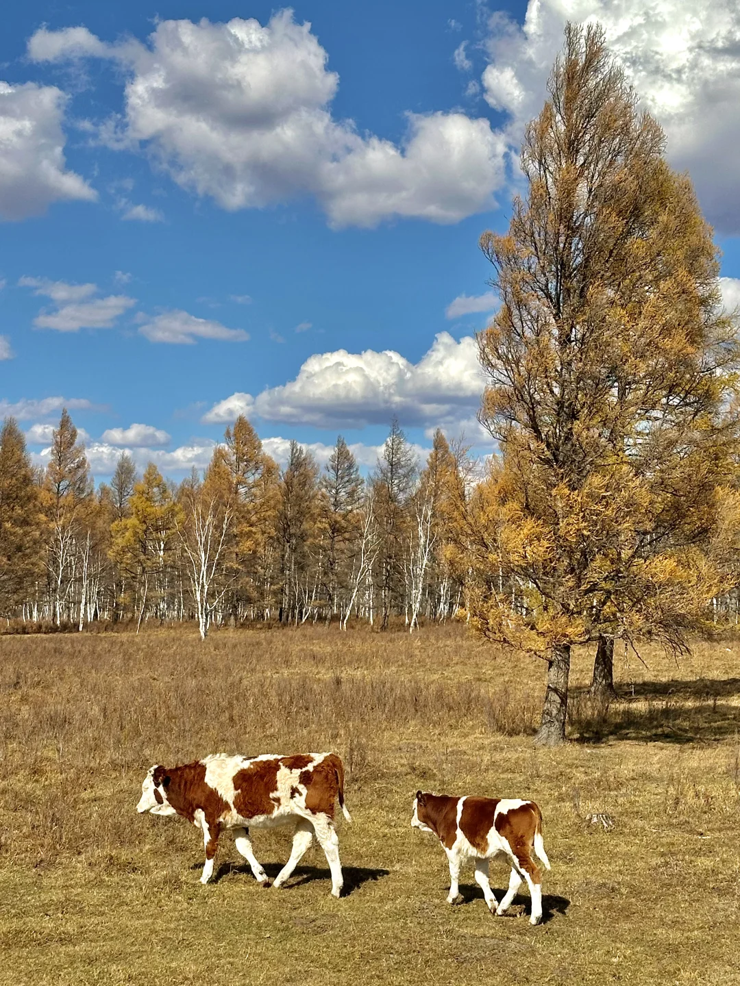 10.1实况live🍂呼伦贝尔的秋天美疯了啊啊😭