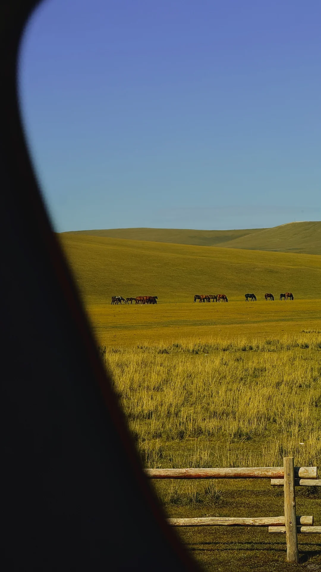 用18张live 打开大兴安岭的秋