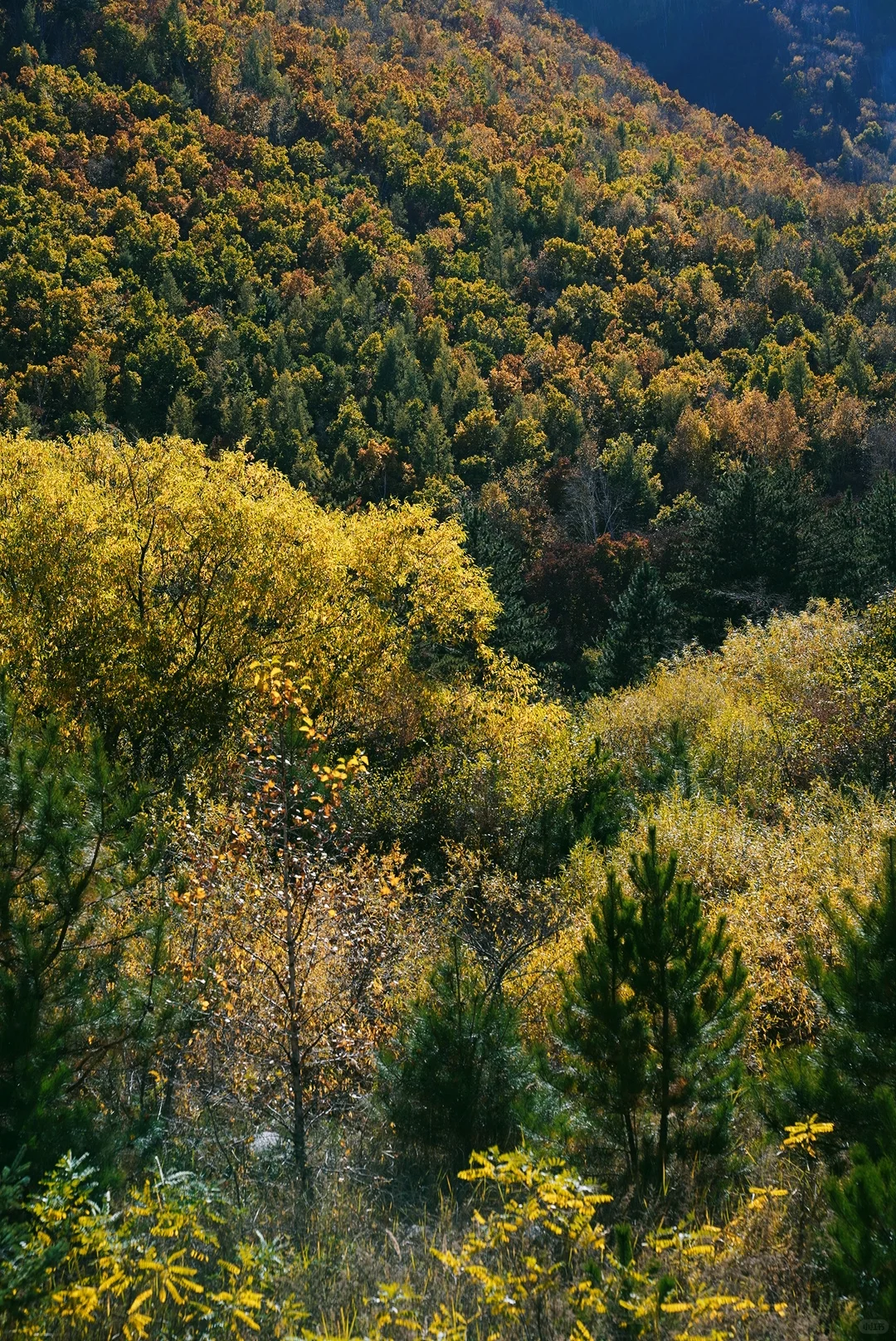 国庆赏秋10.2 | 免费人少，自驾五道沟景区