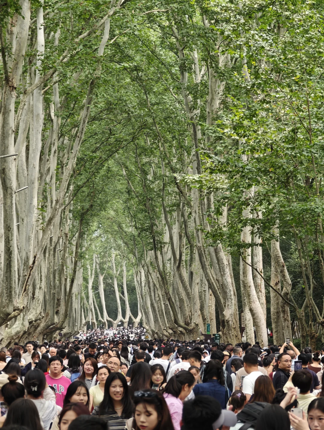 2025.10.1中午11点45，梧桐大道