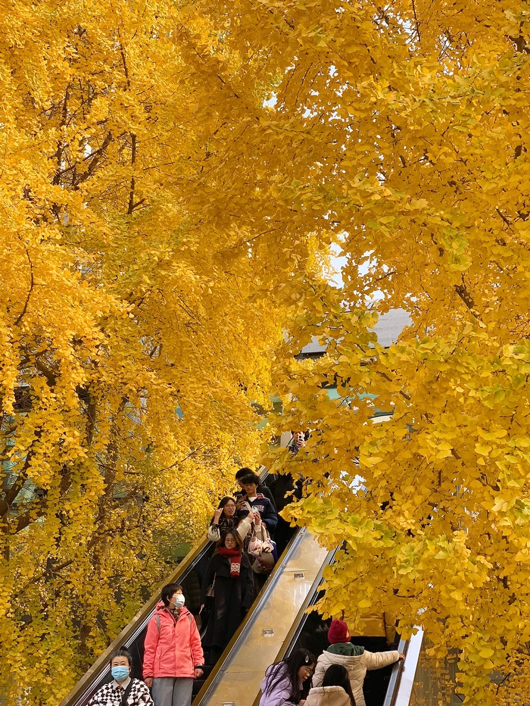 接下来的杭州…堪称秋日旅行天花板！（live版