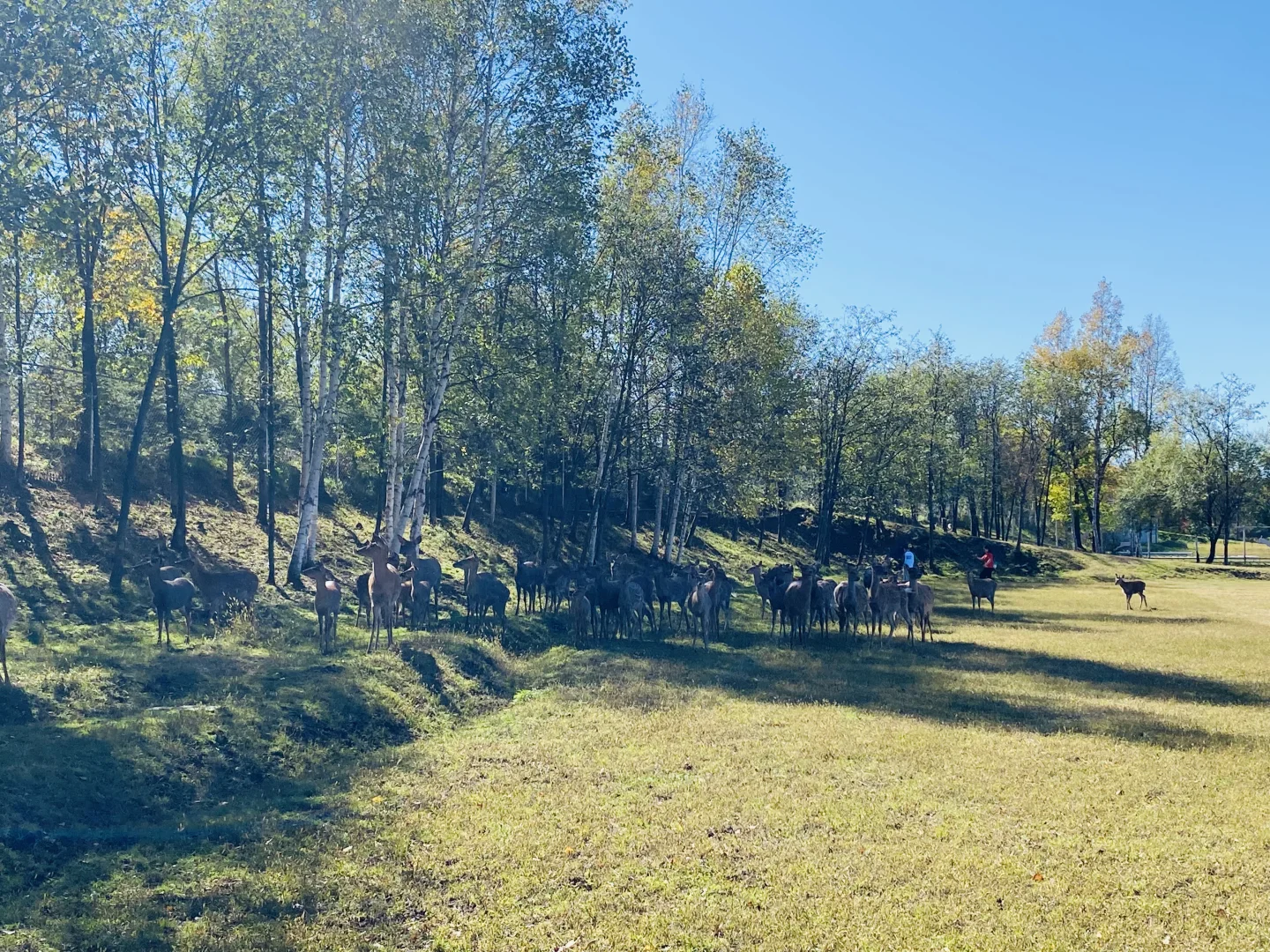 伊春追秋🍂 溪水国家森林公园 金山鹿苑🦌