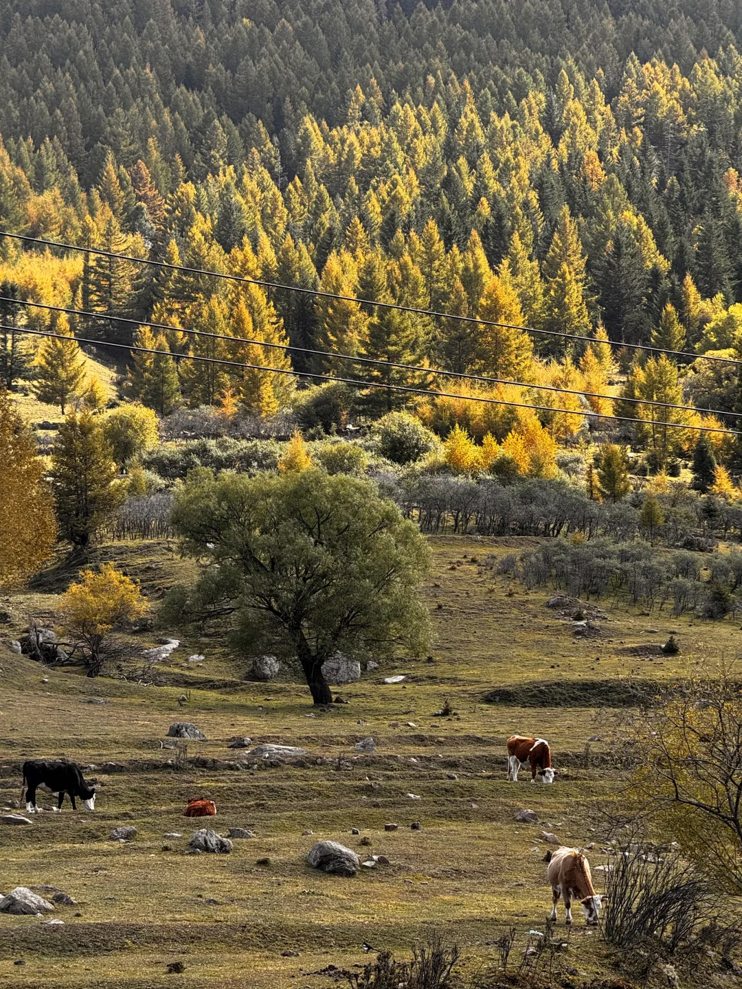 你可以永远相信芦芽山的秋日森林