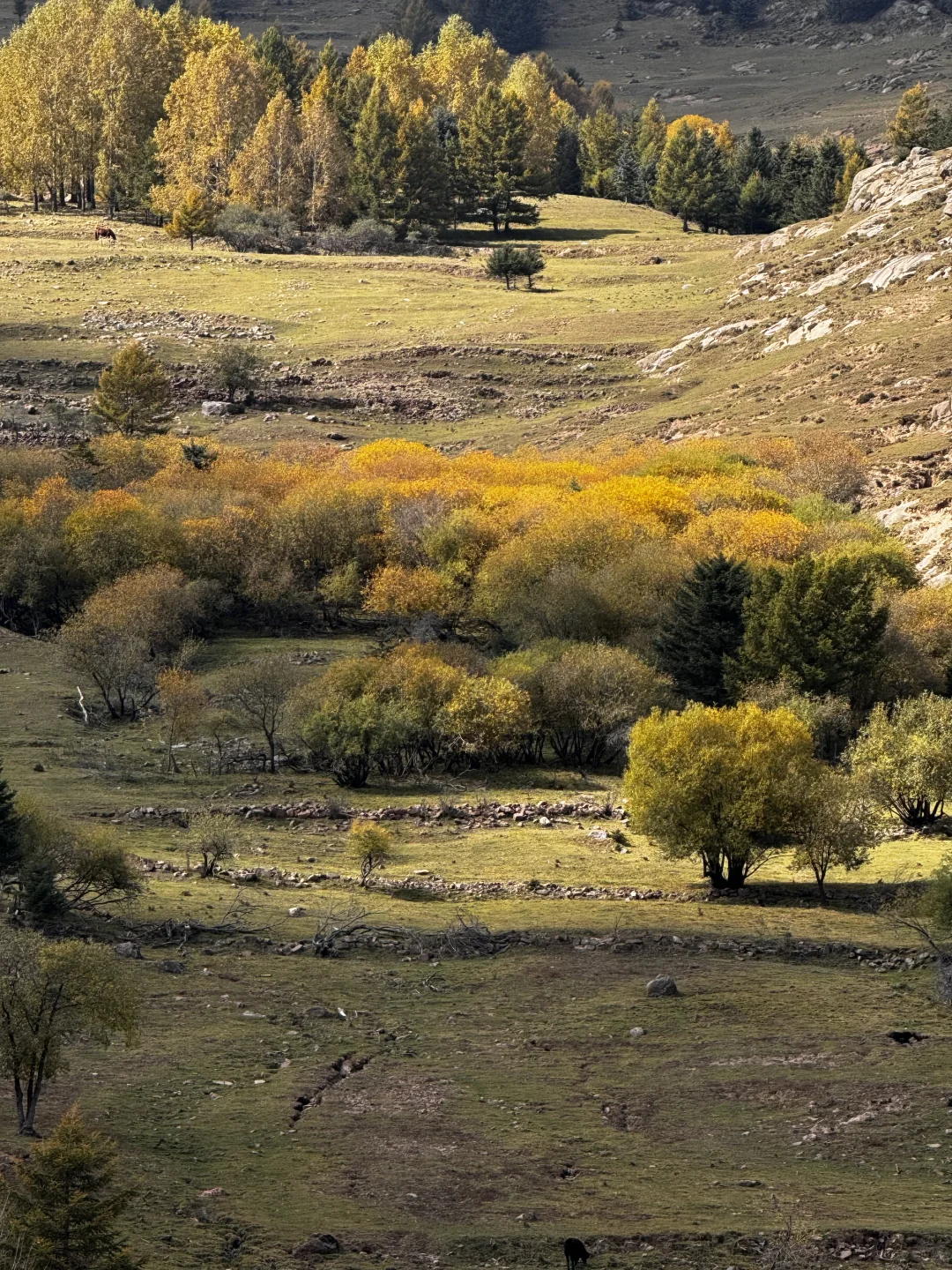 你可以永远相信芦芽山的秋日森林