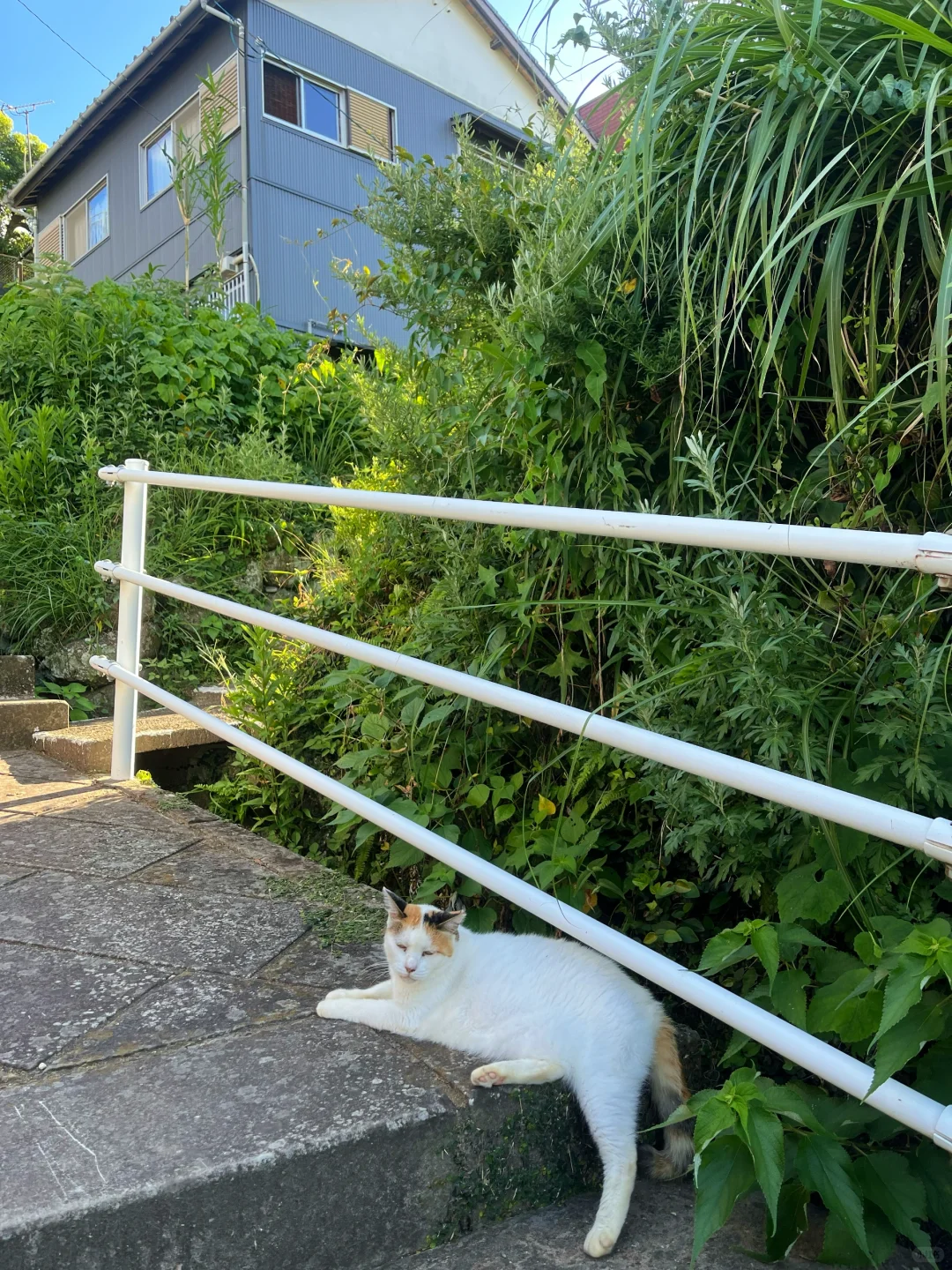 长崎真的非常像漫画「你的名字」