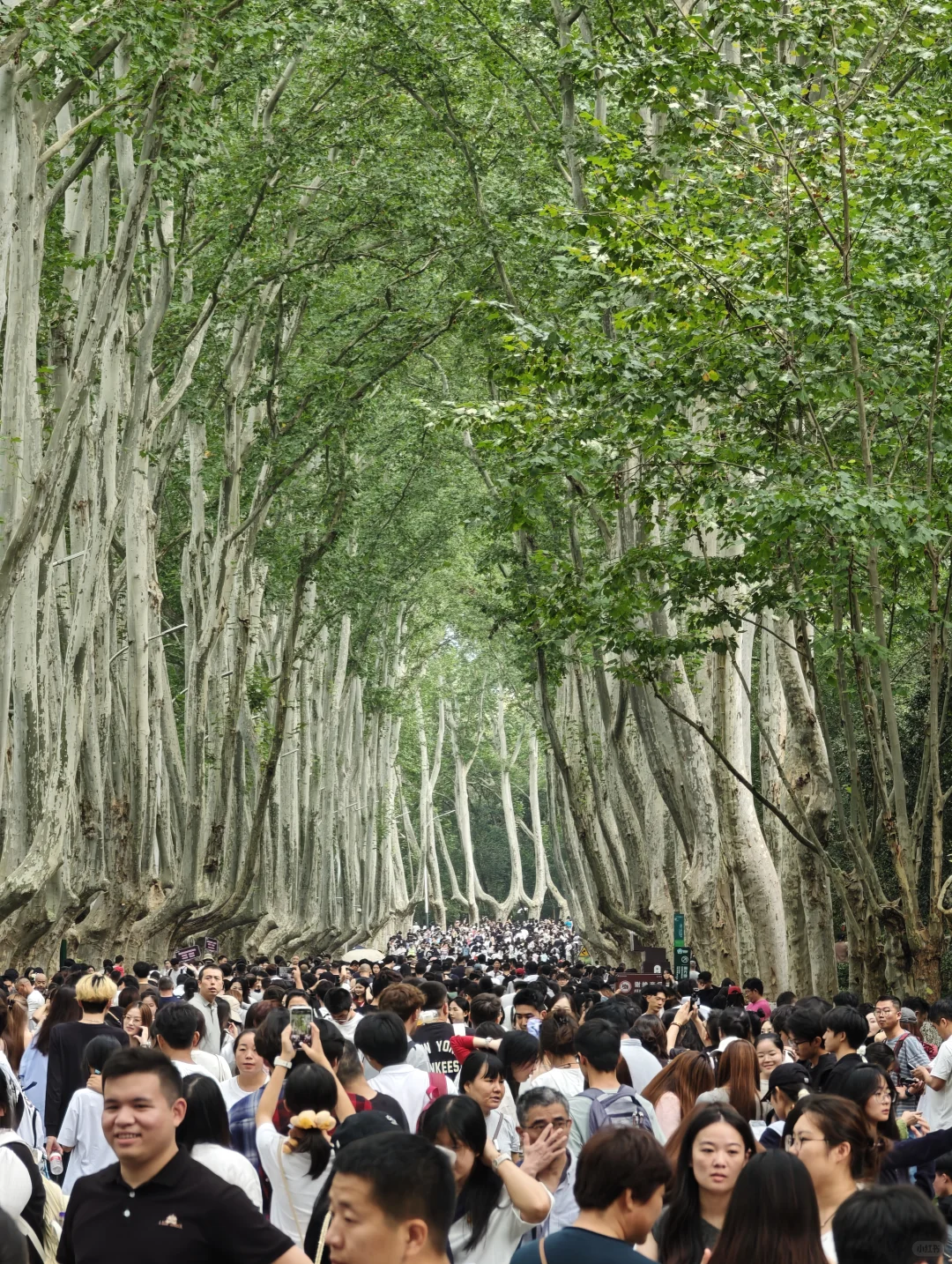 2025.10.1中午11点45，梧桐大道