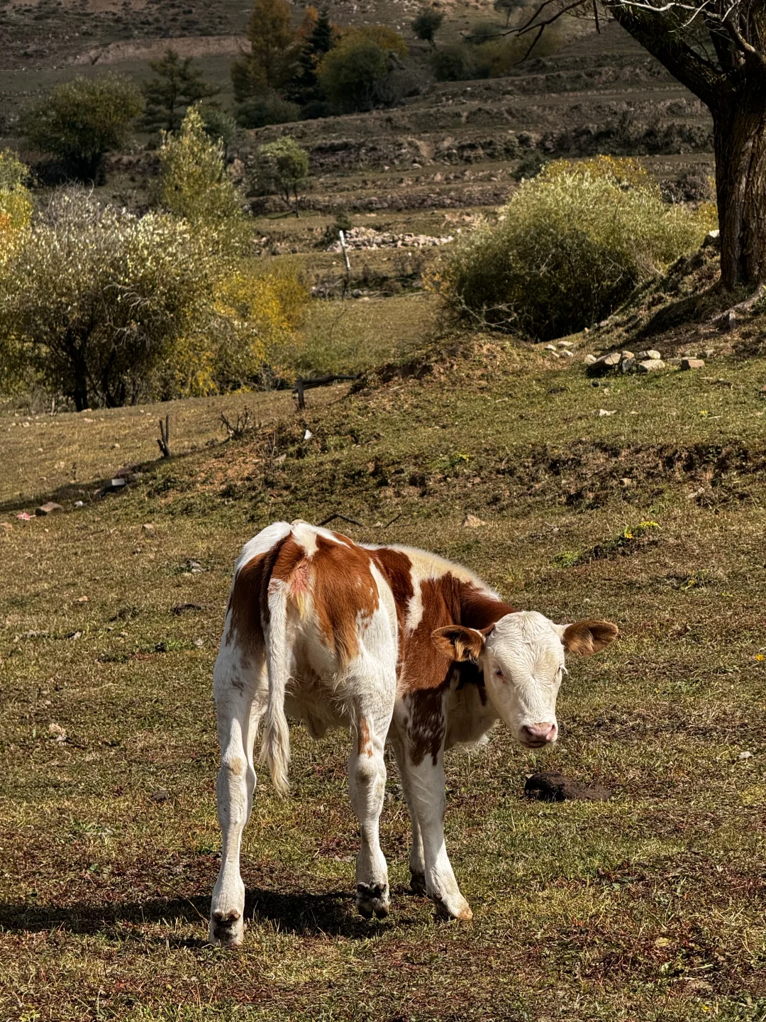 你可以永远相信芦芽山的秋日森林