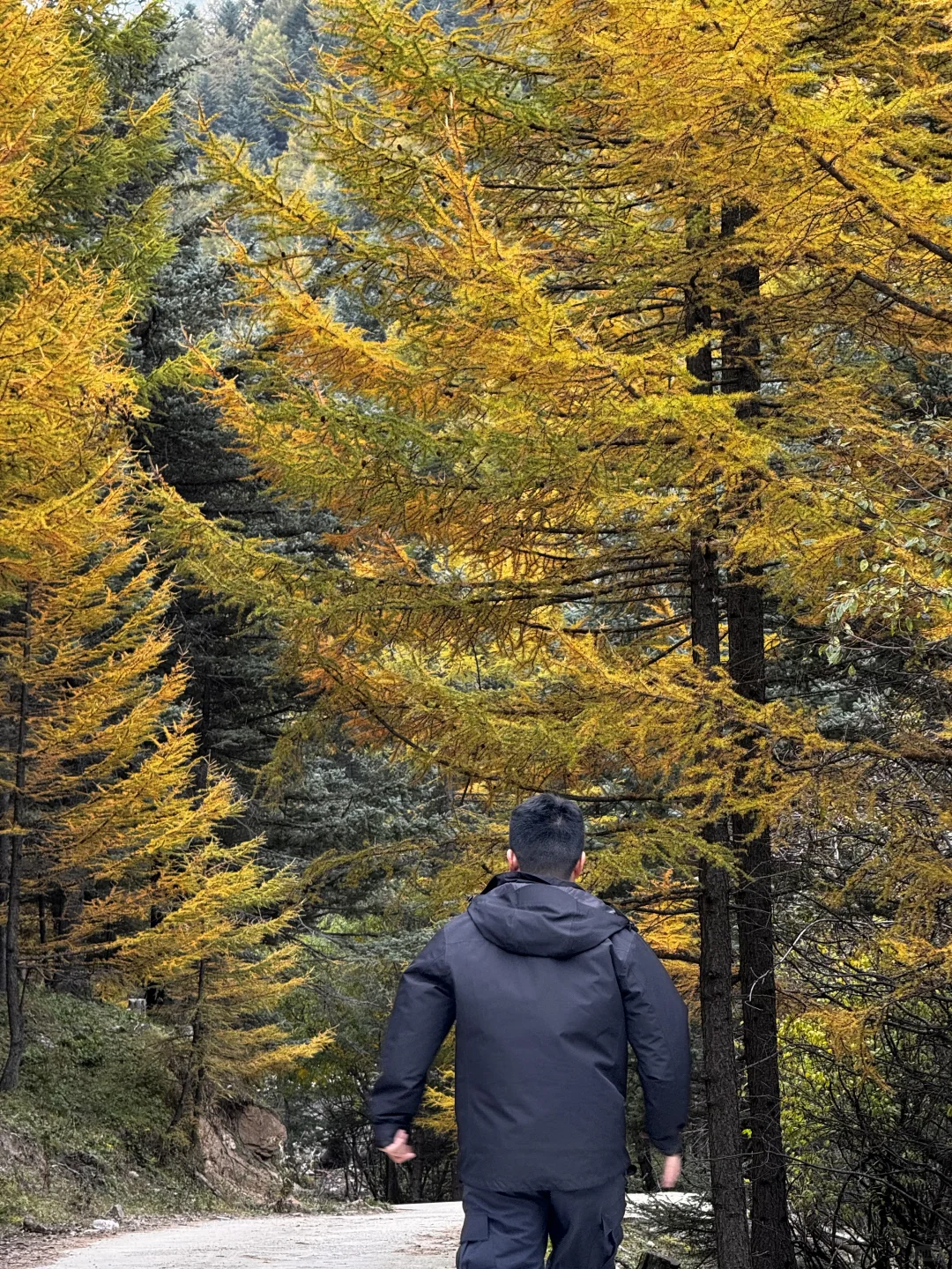 你可以永远相信芦芽山的秋日森林