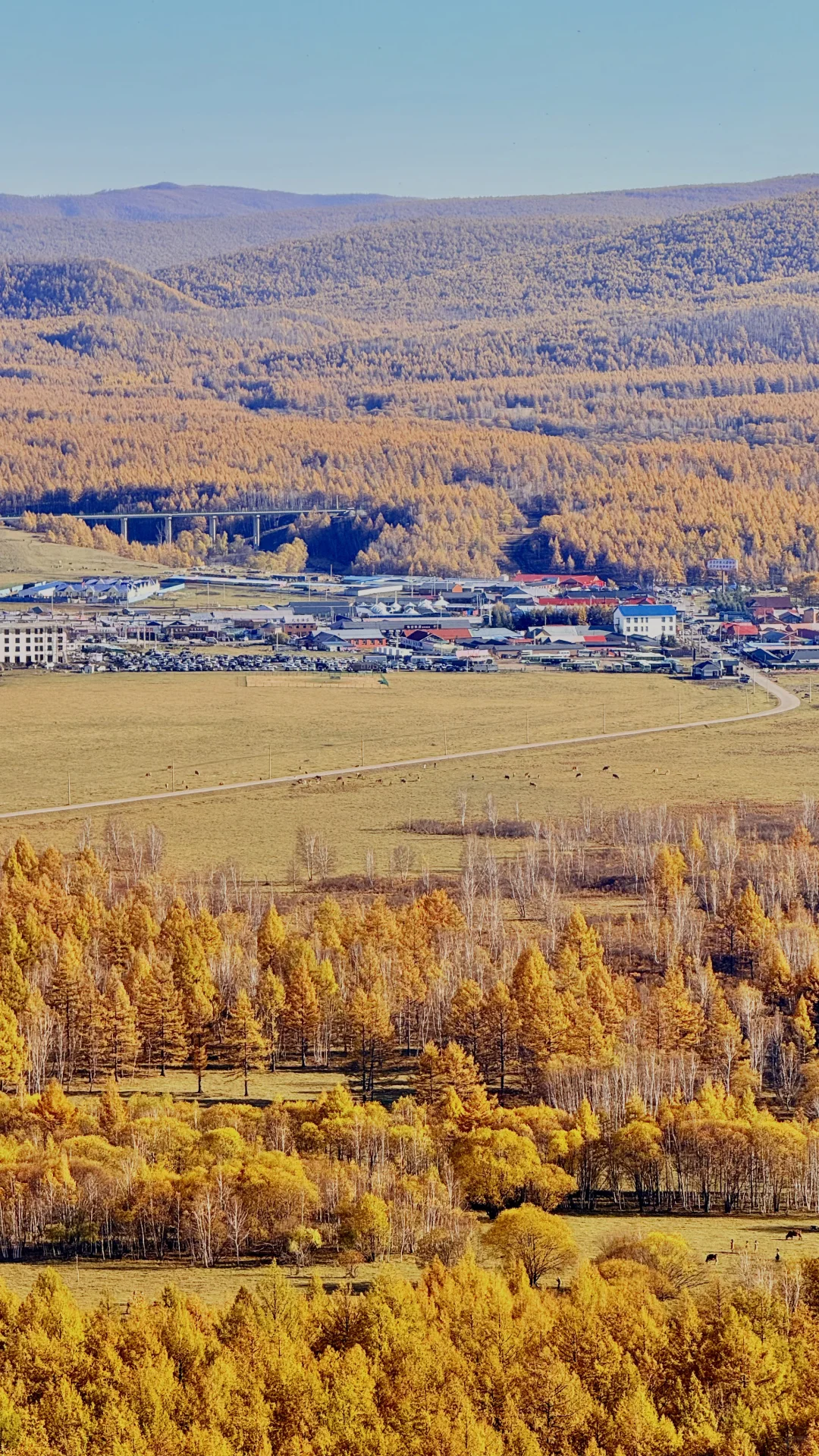 用18张live 打开大兴安岭的秋