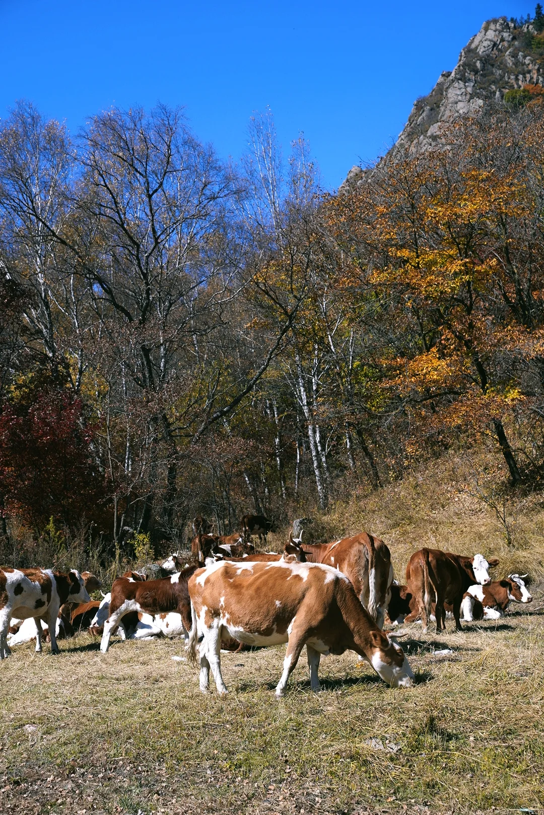 国庆赏秋10.2 | 免费人少，自驾五道沟景区