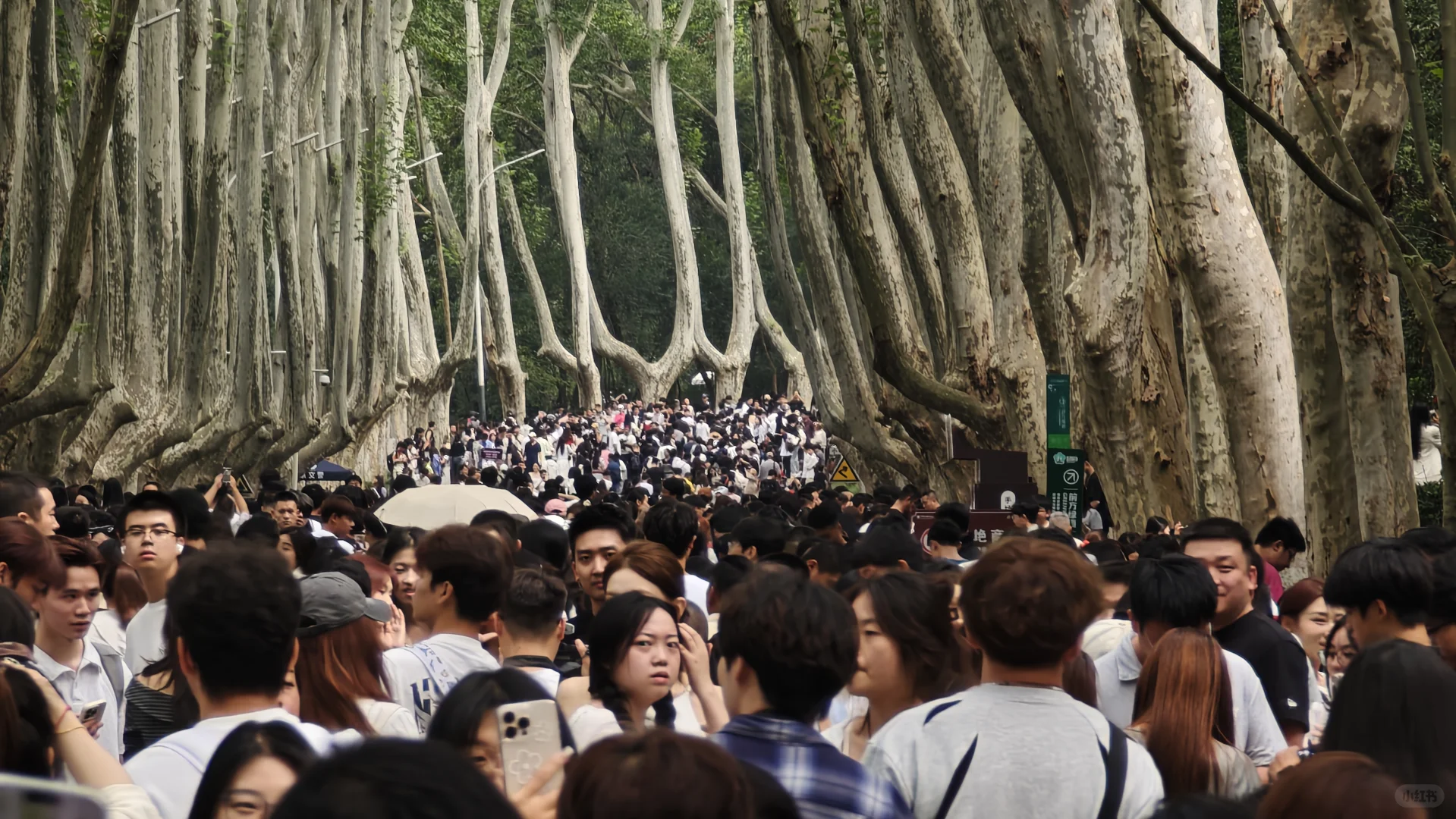 2025.10.1中午11点45，梧桐大道