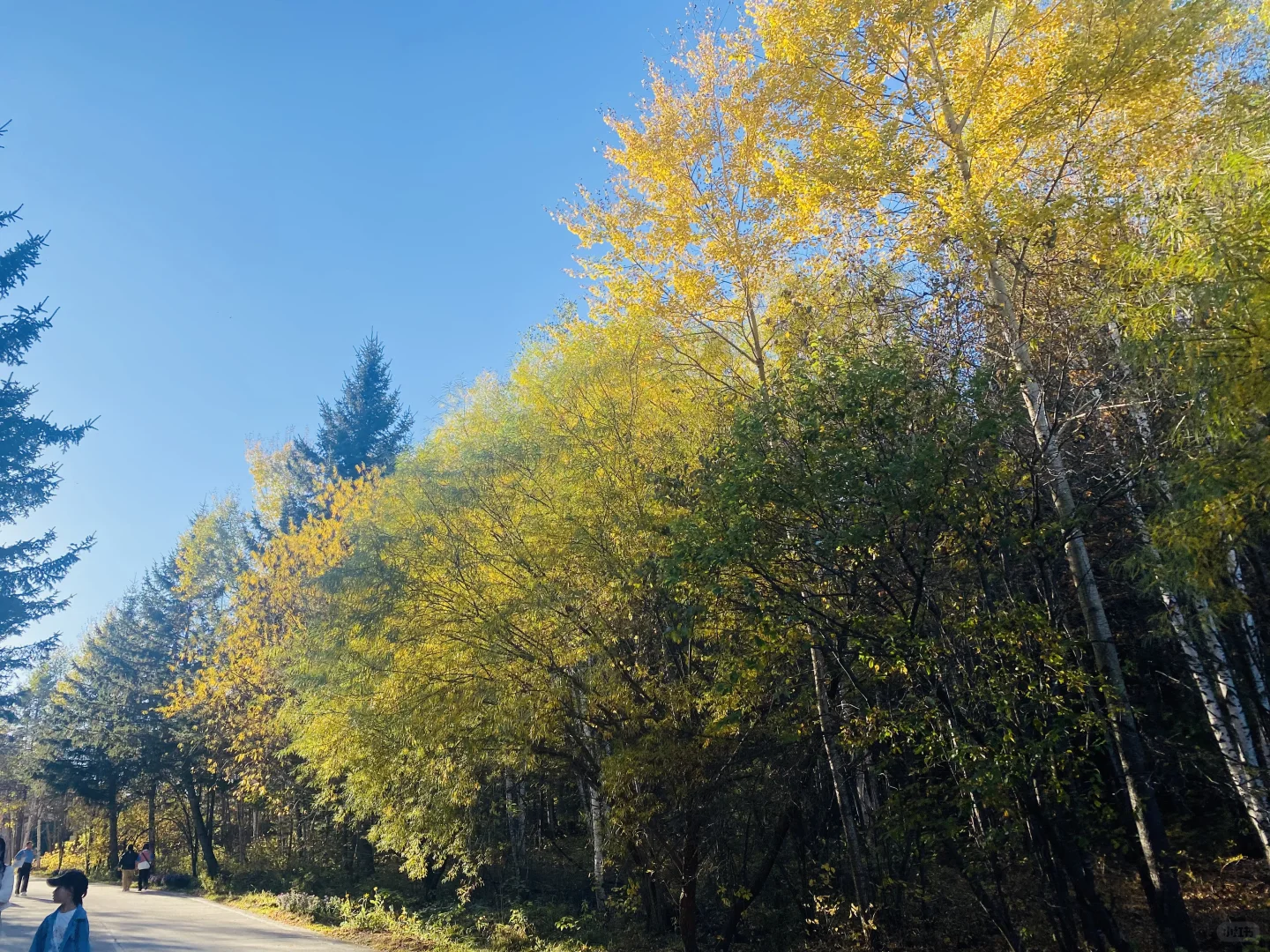 伊春追秋🍂 溪水国家森林公园 金山鹿苑🦌