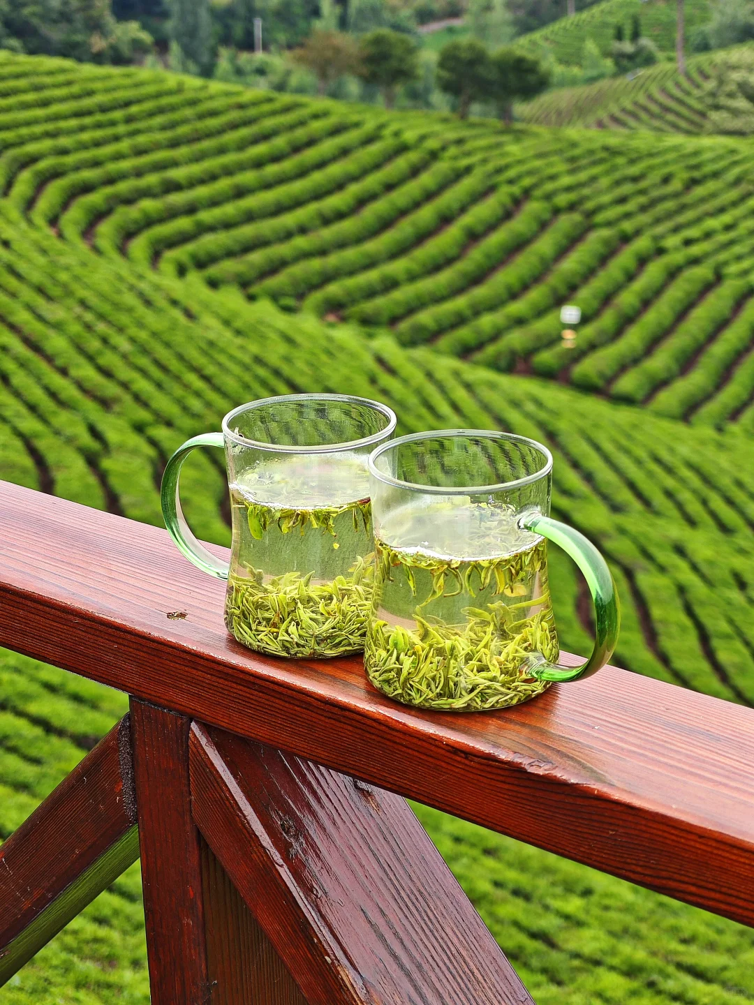 信阳📍🌳一个巨大的绿色能量场（含攻略