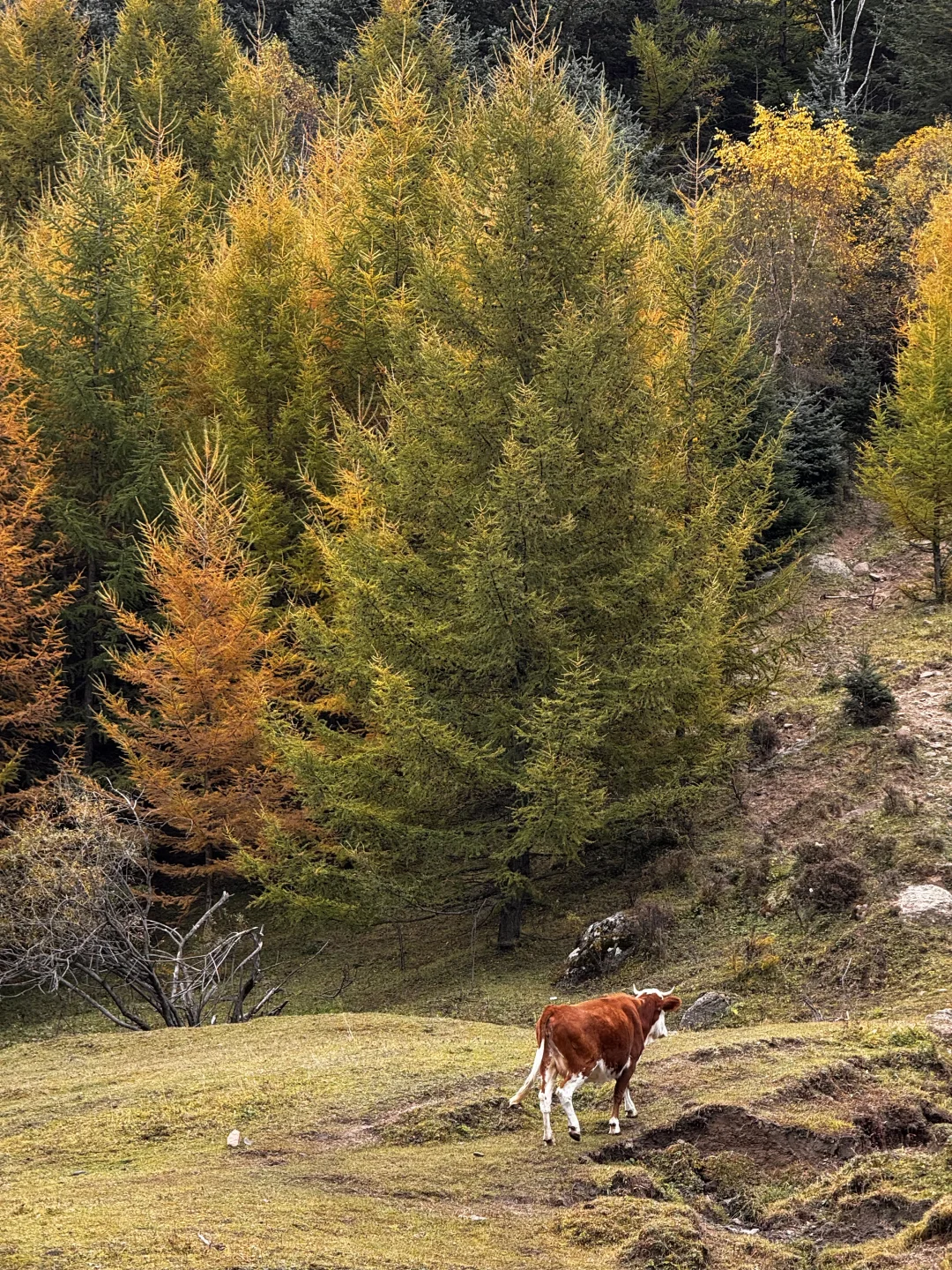 你可以永远相信芦芽山的秋日森林