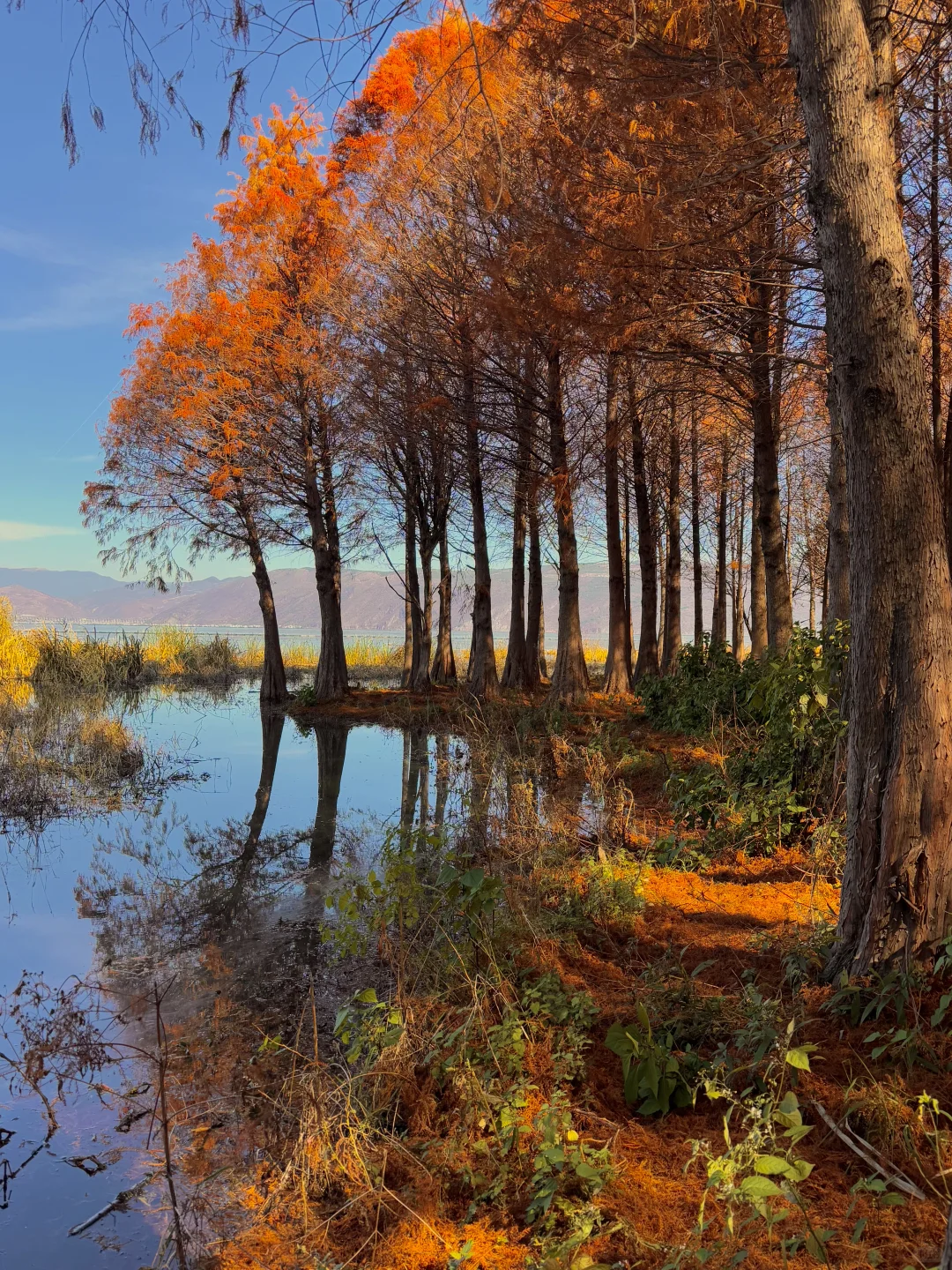 大理的秋天🍂每一帧都是人生Live呀！！！！
