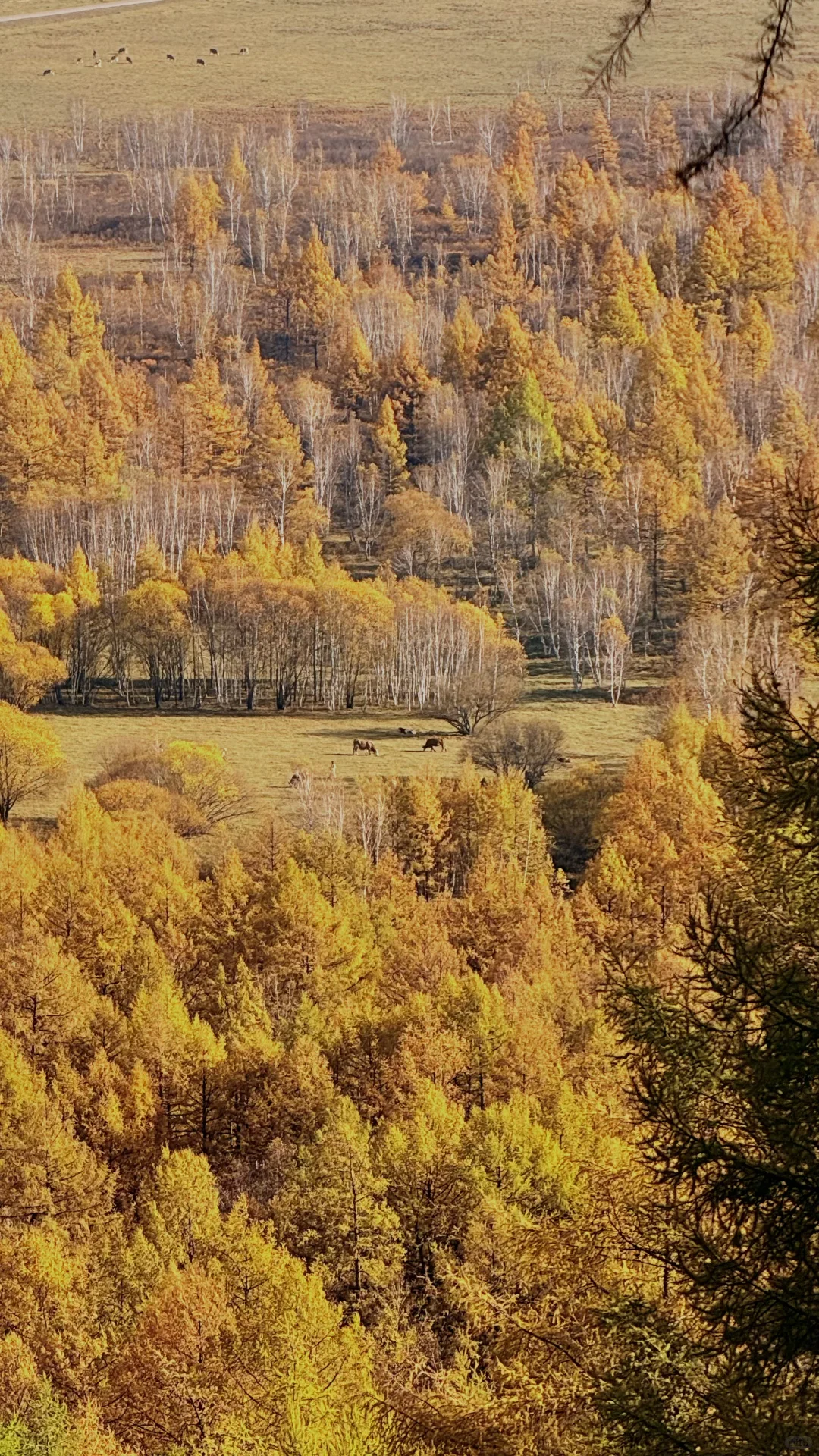 用18张live 打开大兴安岭的秋