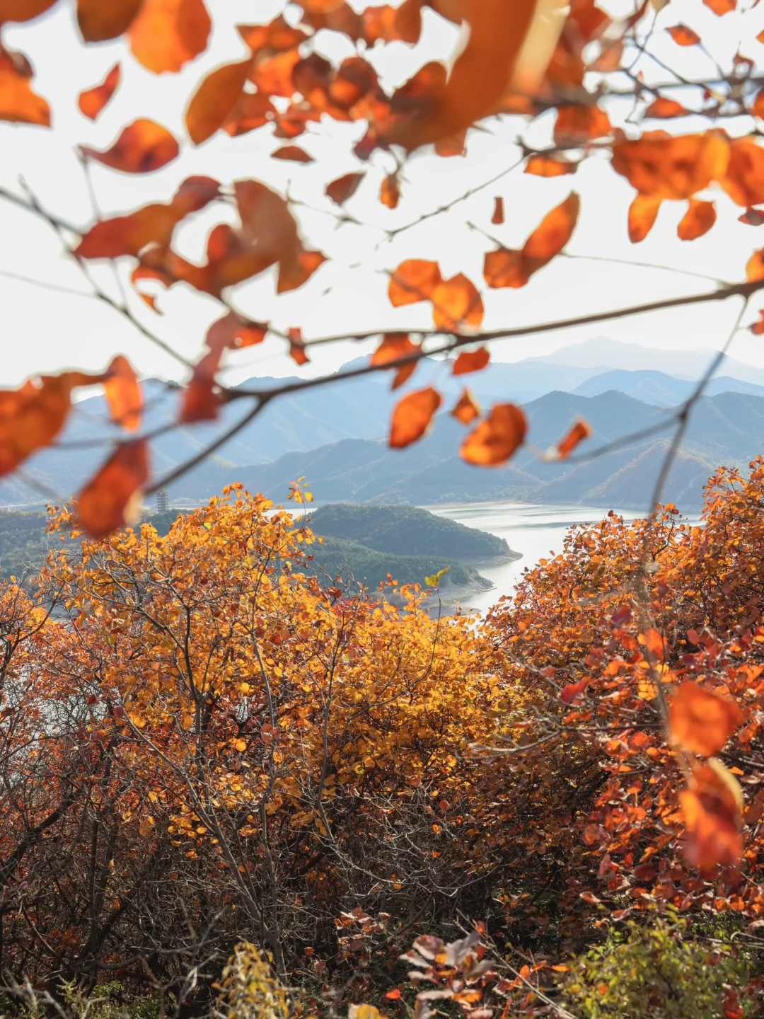 发朋友圈被问爆的绝美红叶谷🍁附地图