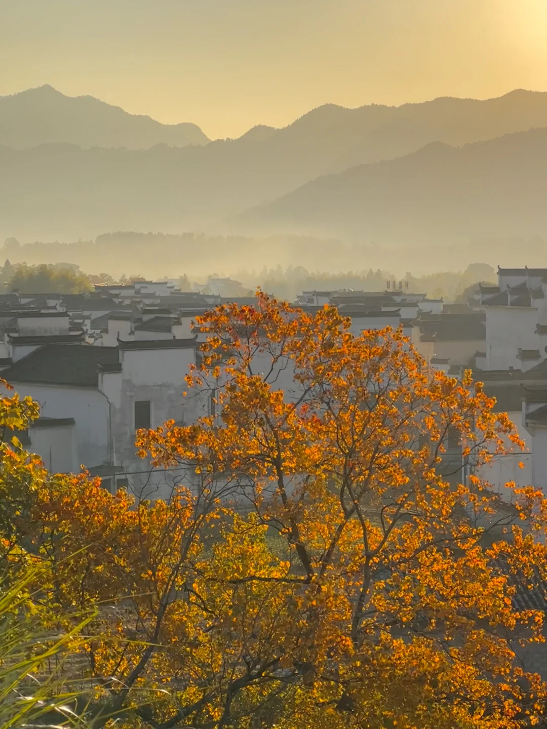 为这“柿柿如意”，特意去了趟皖南🍅