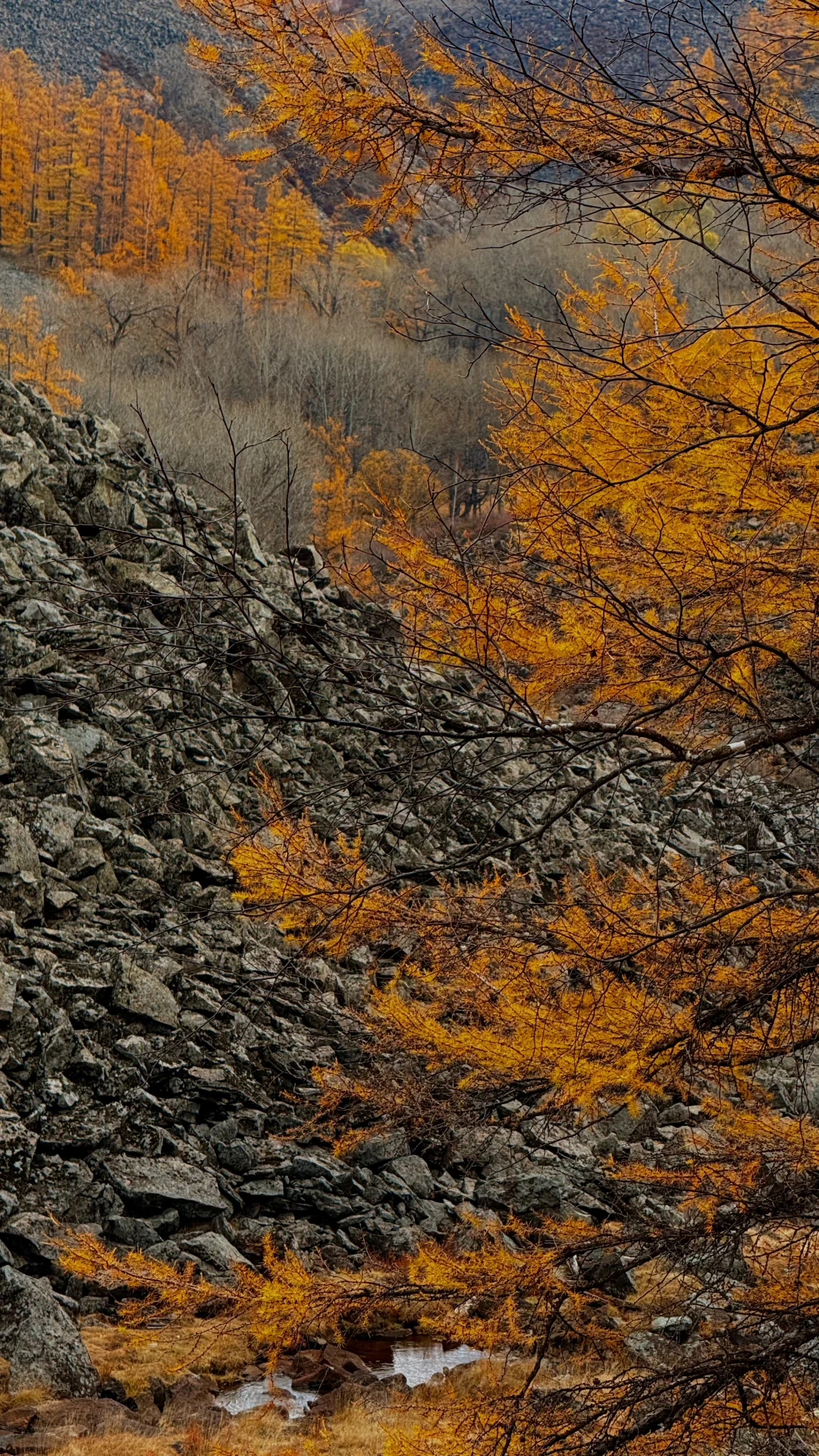 用18张live 打开大兴安岭的秋