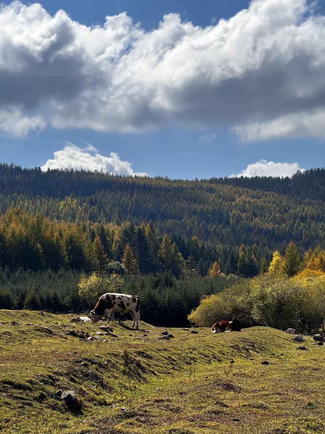 你可以永远相信芦芽山的秋日森林