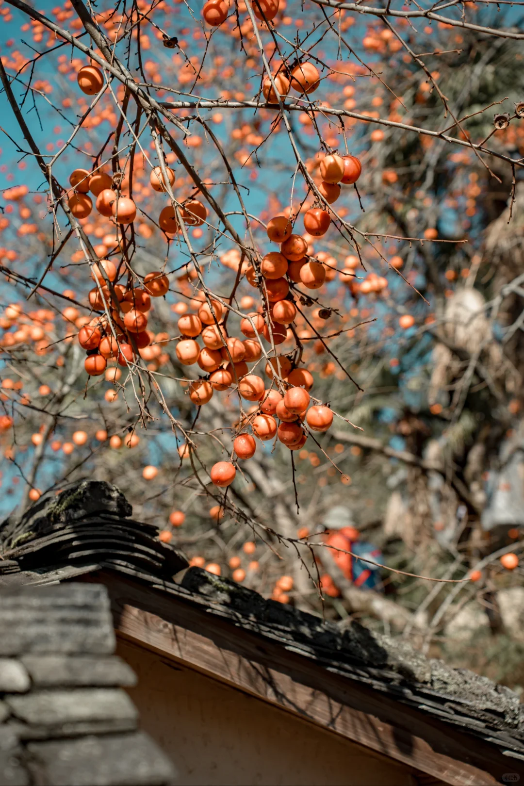 “接下来的屏南,堪称福建中式秋景天花板”