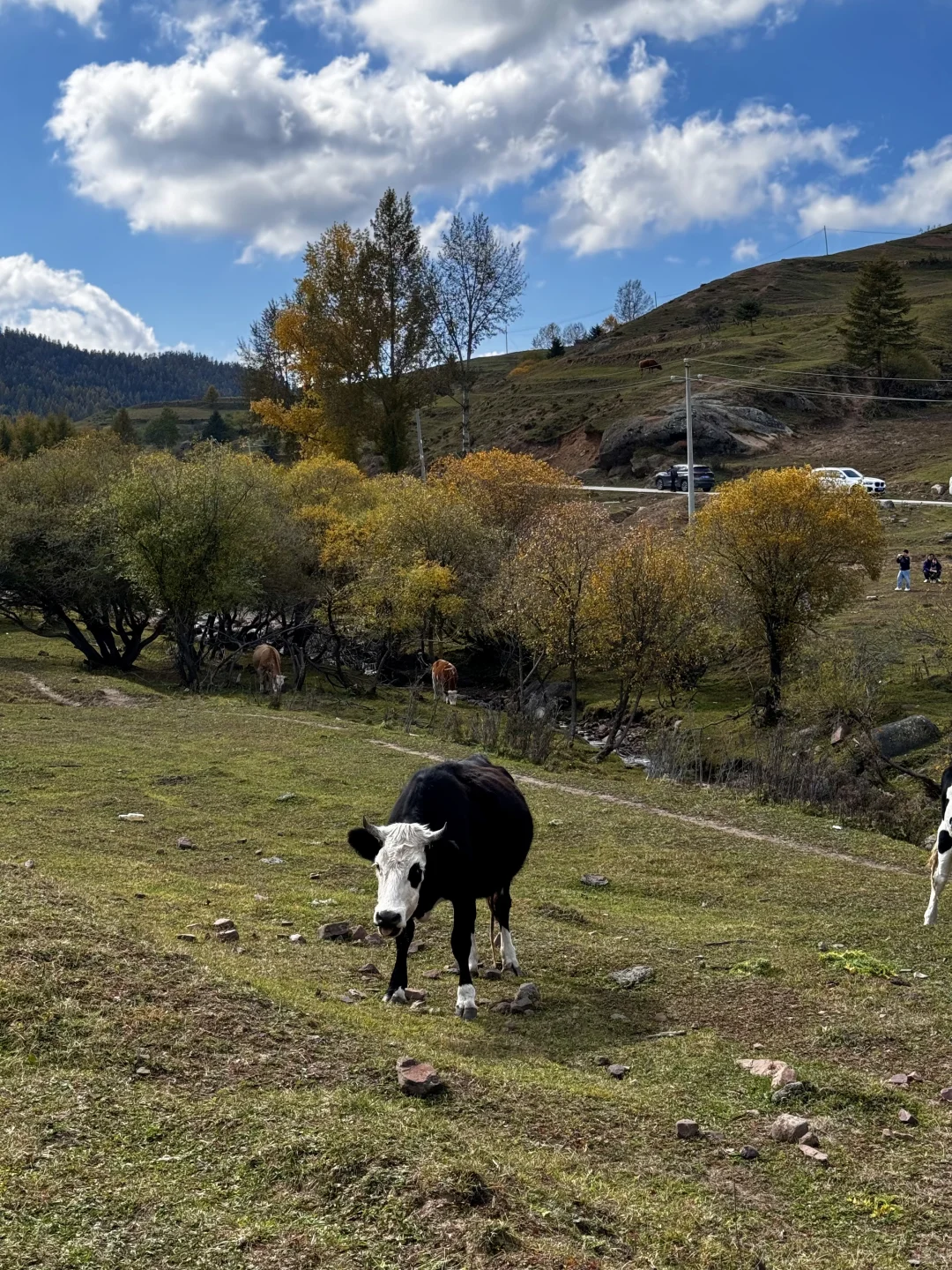 你可以永远相信芦芽山的秋日森林