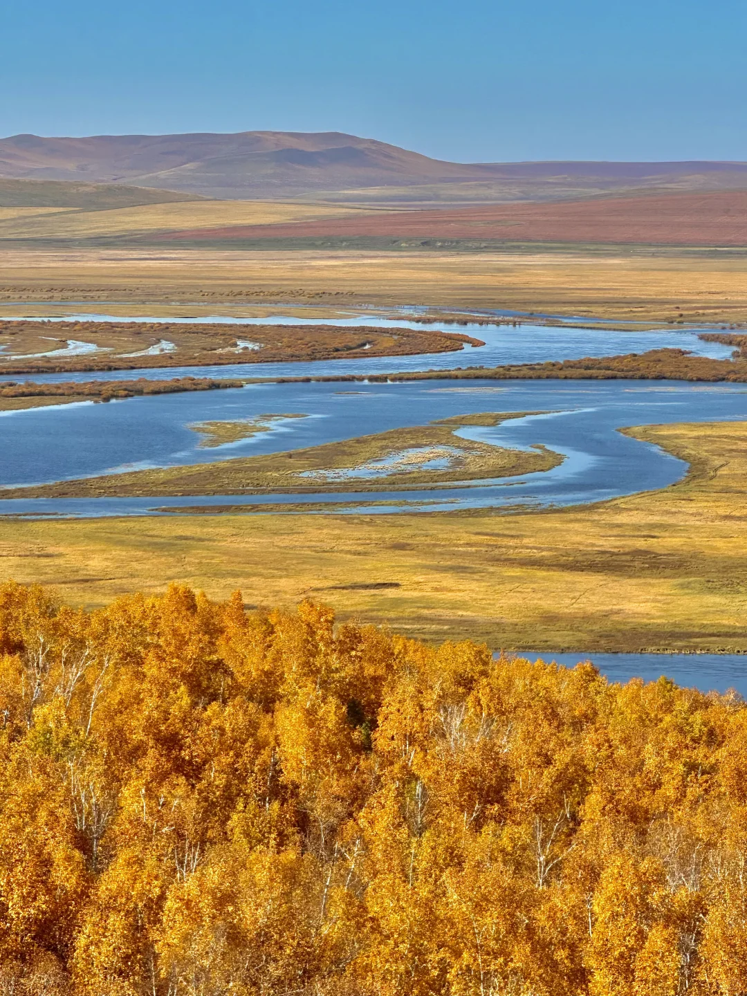 10.1实况live🍂呼伦贝尔的秋天美疯了啊啊😭