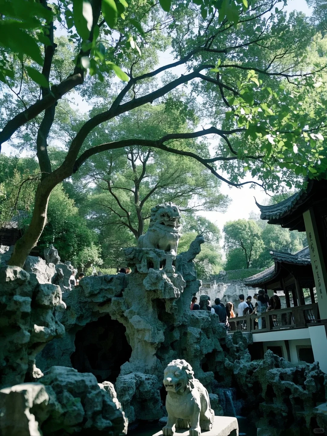 🌳走进狮子林，探江南园林之妙