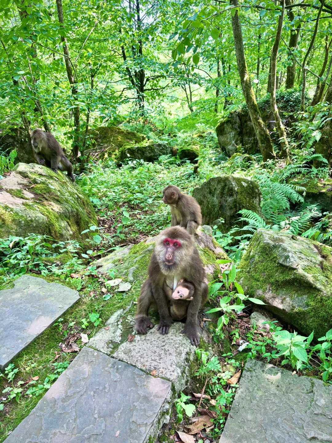 不想爬山又想凉快且绿植茂盛的地方