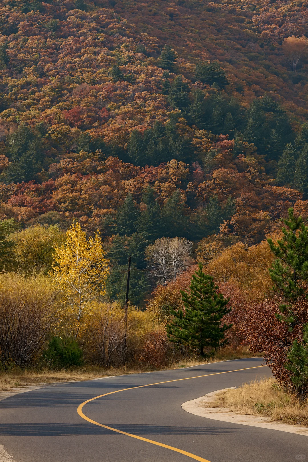 比草原还惊艳！五道沟的秋色太浪漫了