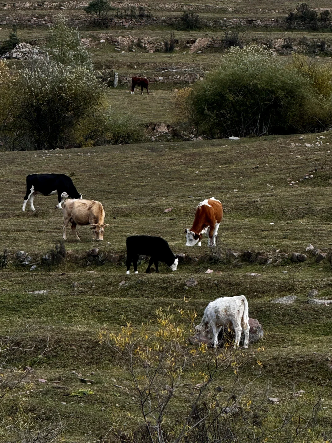 你可以永远相信芦芽山的秋日森林