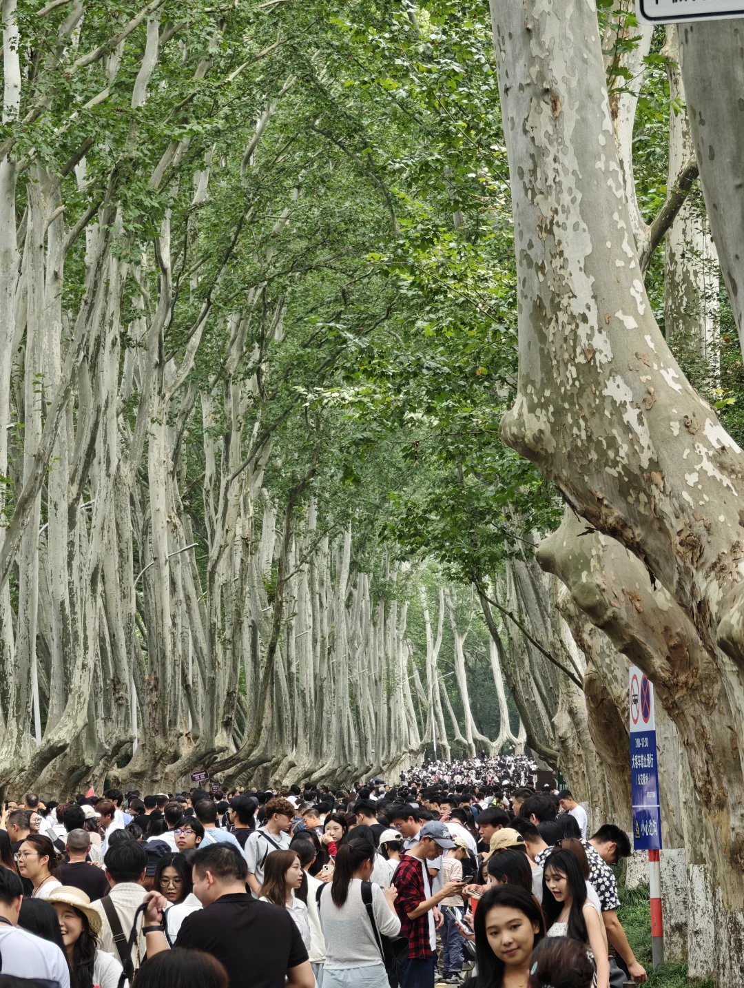 2025.10.1中午11点45，梧桐大道