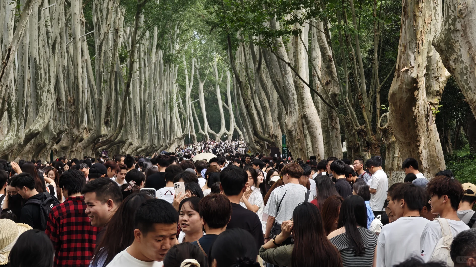 2025.10.1中午11点45，梧桐大道