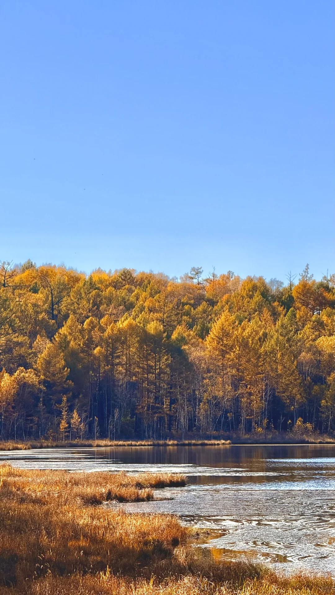 用18张live 打开大兴安岭的秋