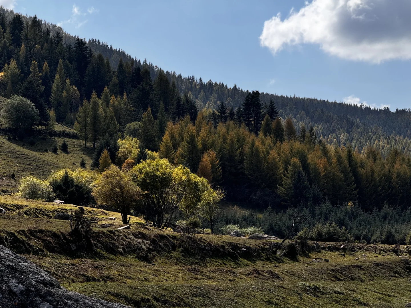 你可以永远相信芦芽山的秋日森林