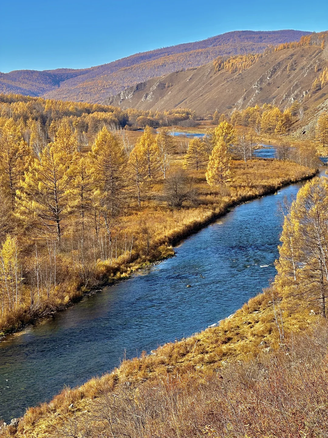 10.1实况live🍂呼伦贝尔的秋天美疯了啊啊😭