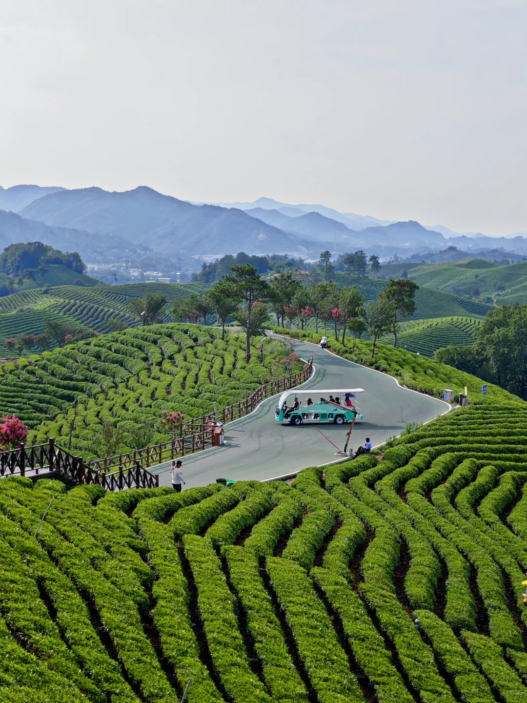 信阳📍🌳一个巨大的绿色能量场（含攻略