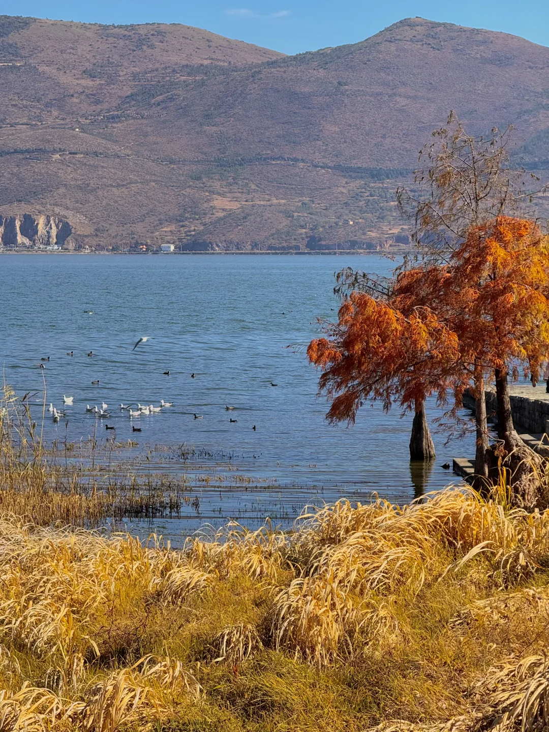大理的秋天🍂每一帧都是人生Live呀！！！！