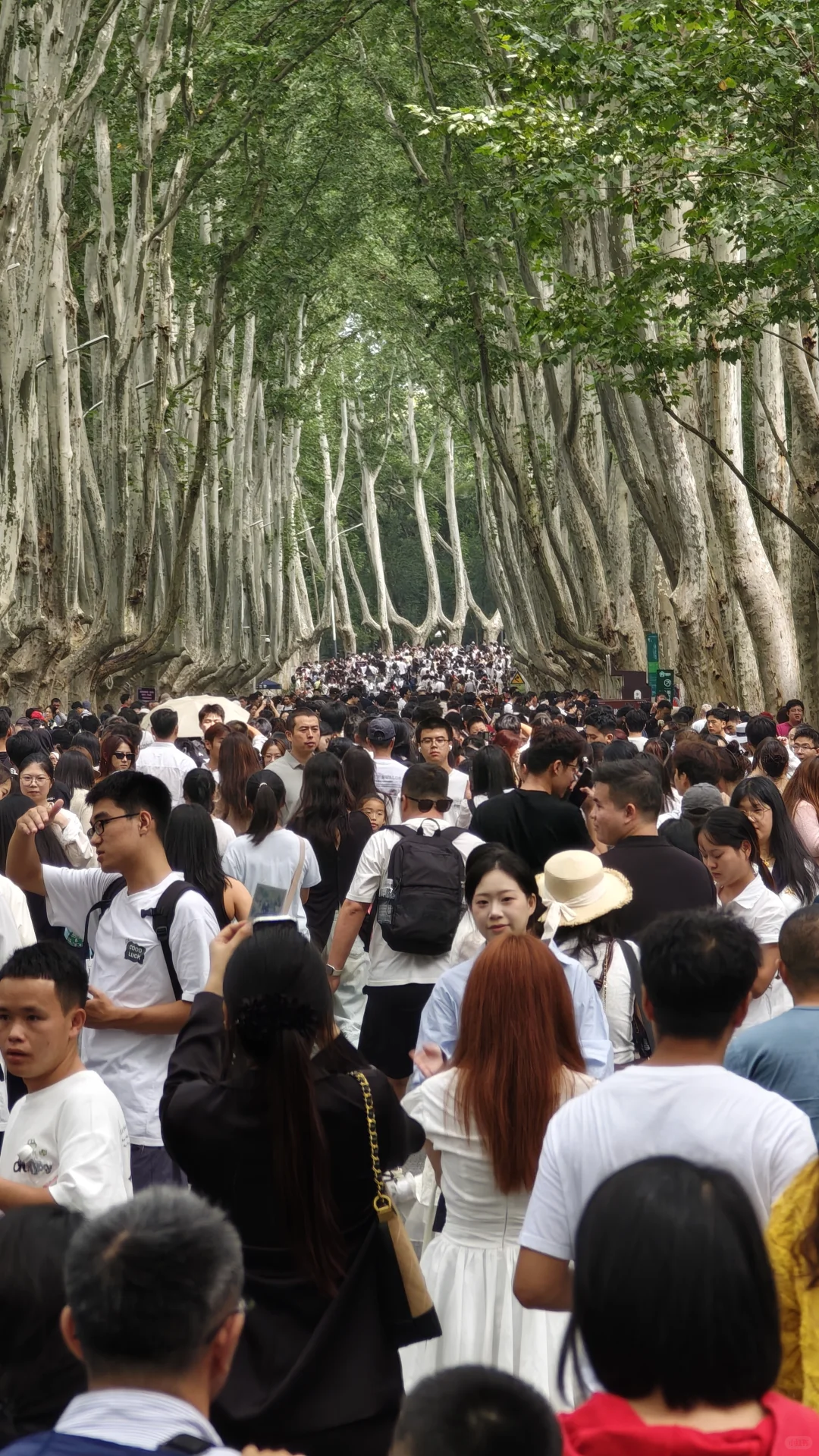 2025.10.1中午11点45，梧桐大道