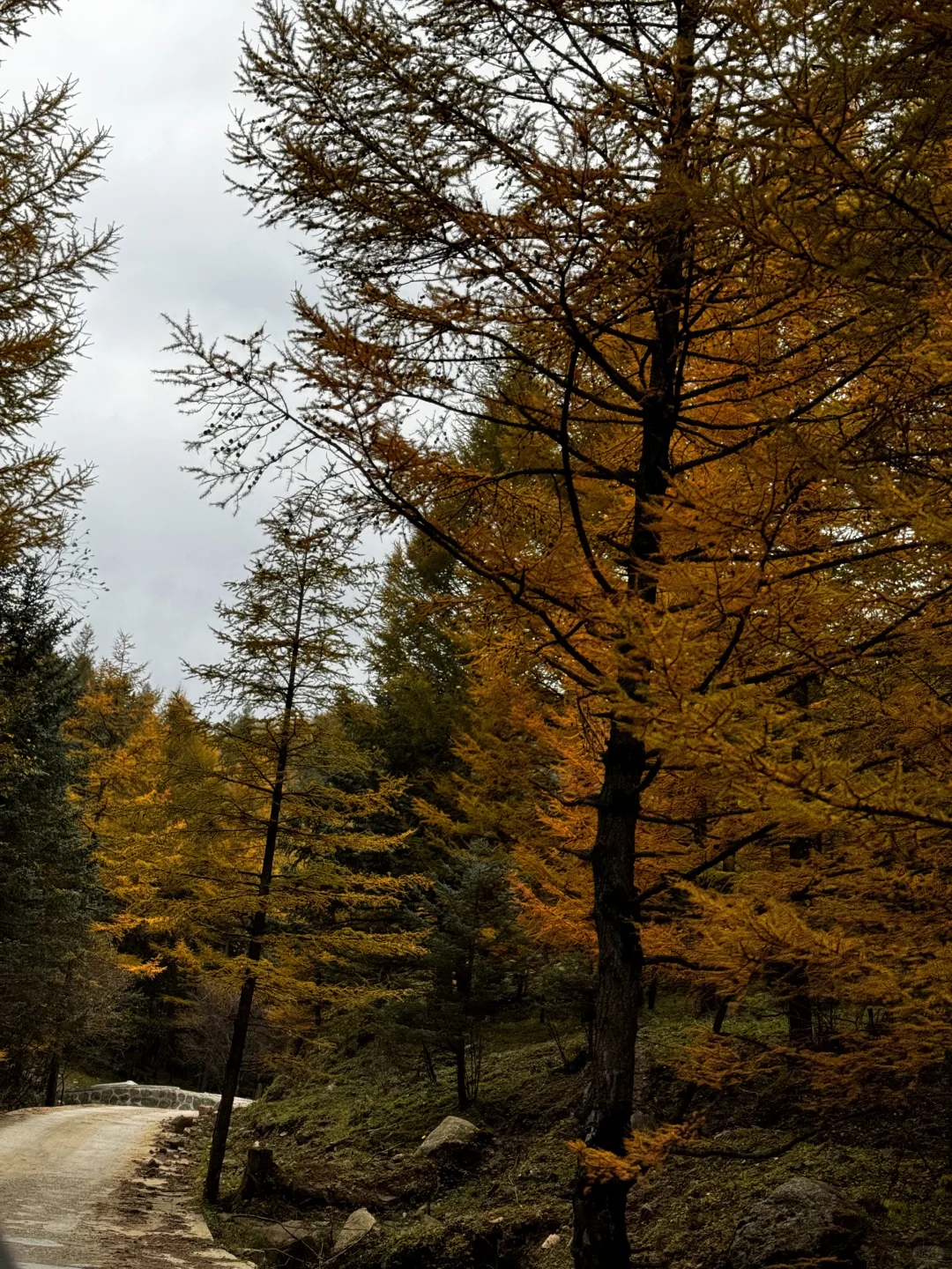 你可以永远相信芦芽山的秋日森林