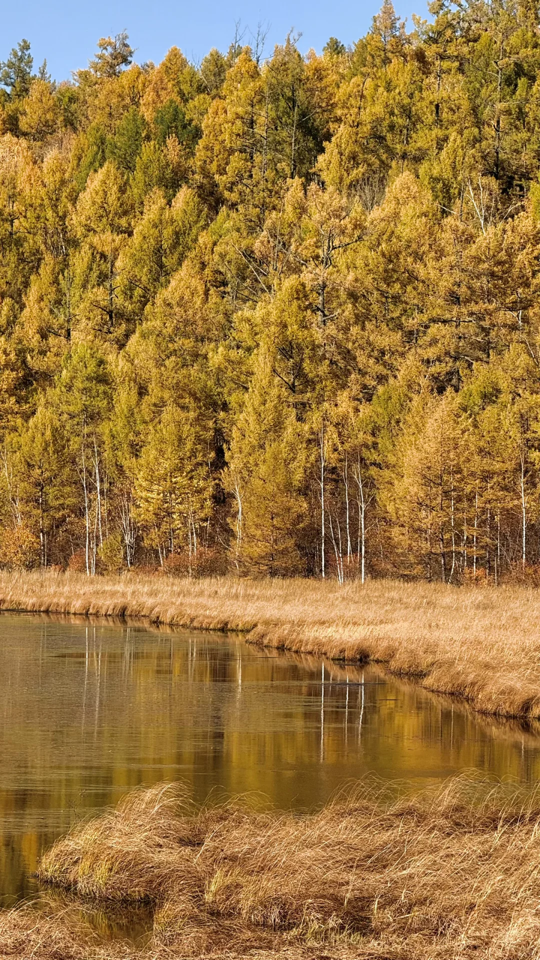 用18张live 打开大兴安岭的秋