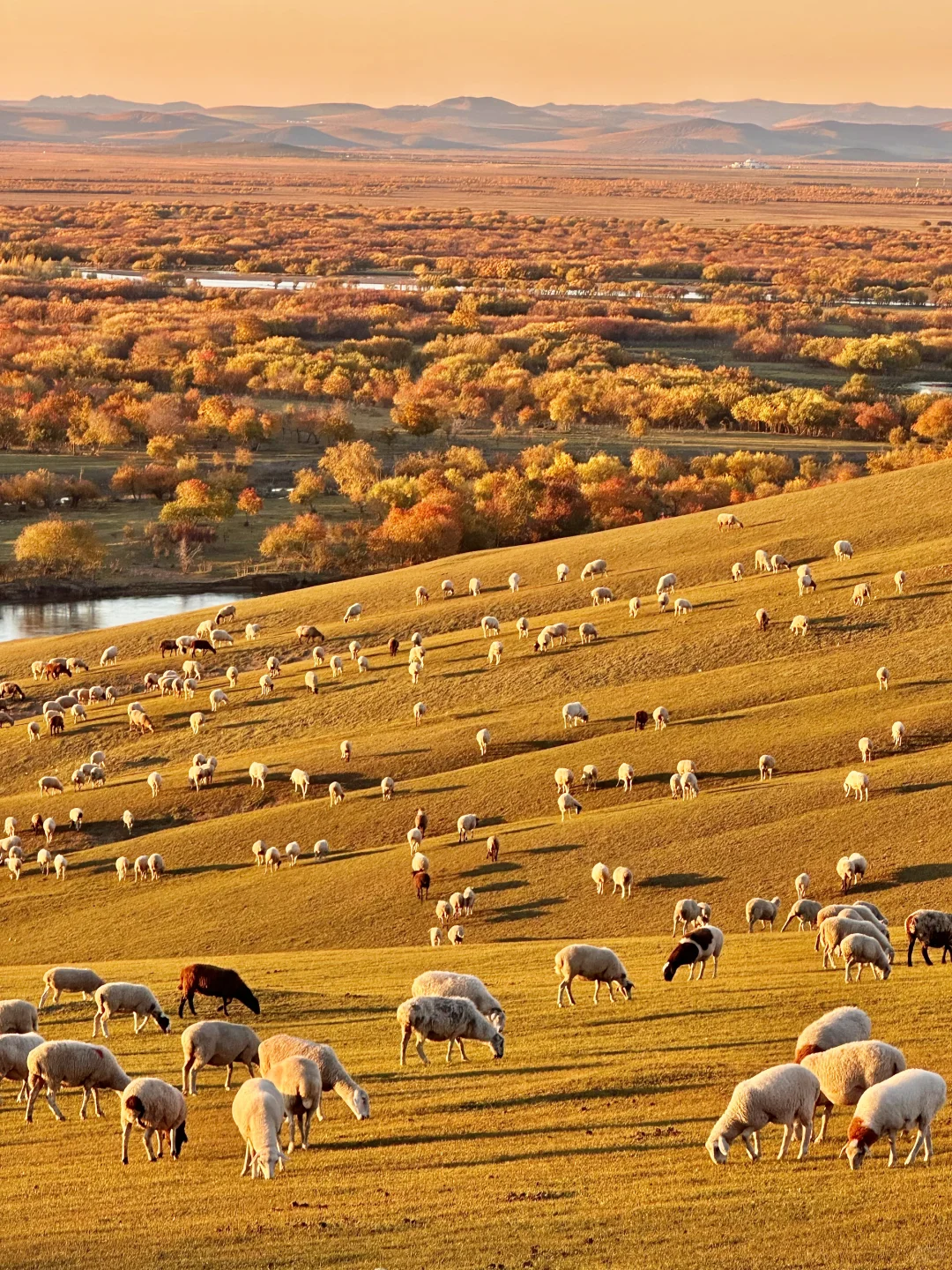 10.1实况live🍂呼伦贝尔的秋天美疯了啊啊😭