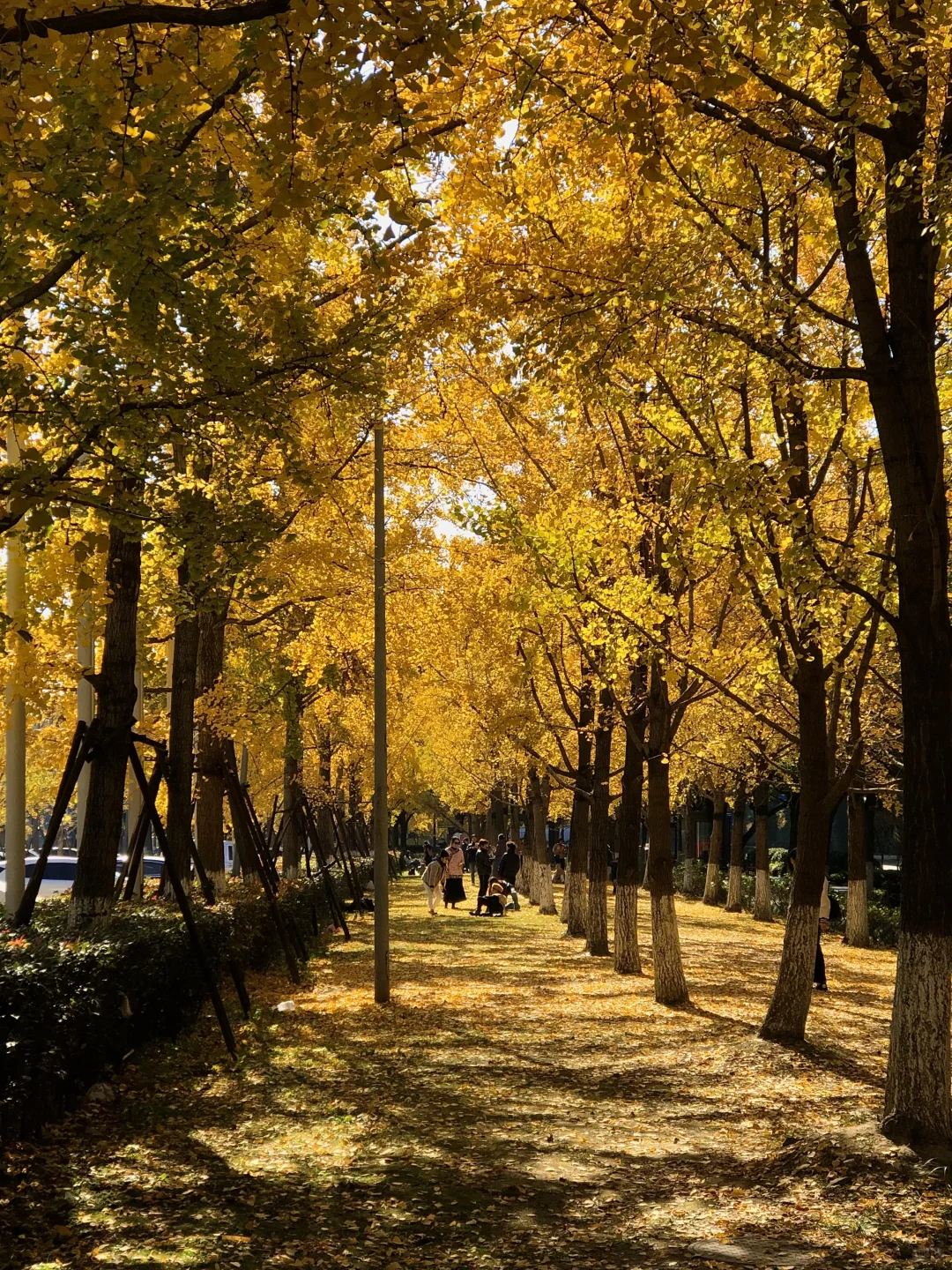 接下来的杭州…堪称秋日旅行天花板！（live版