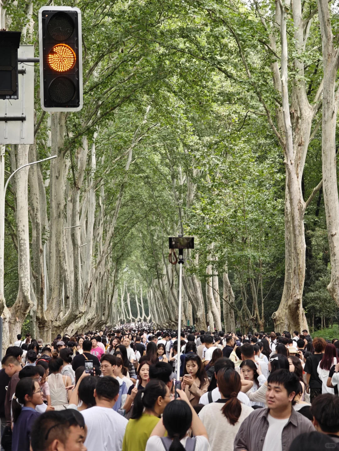 2025.10.1中午11点45，梧桐大道