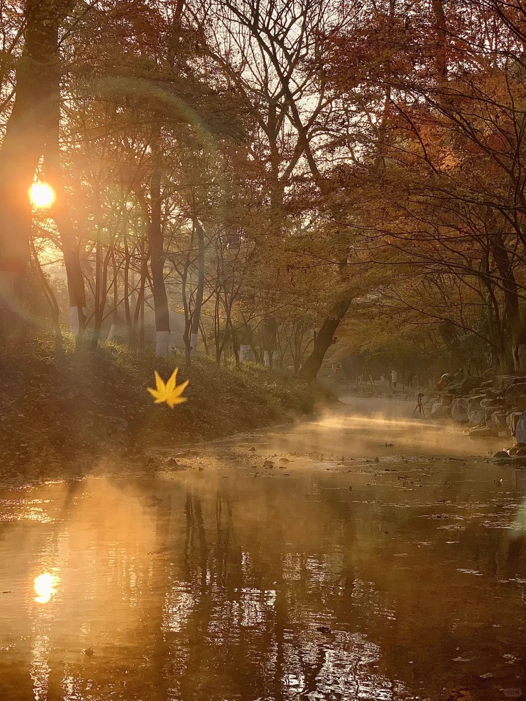 接下来的杭州…堪称秋日旅行天花板！（live版